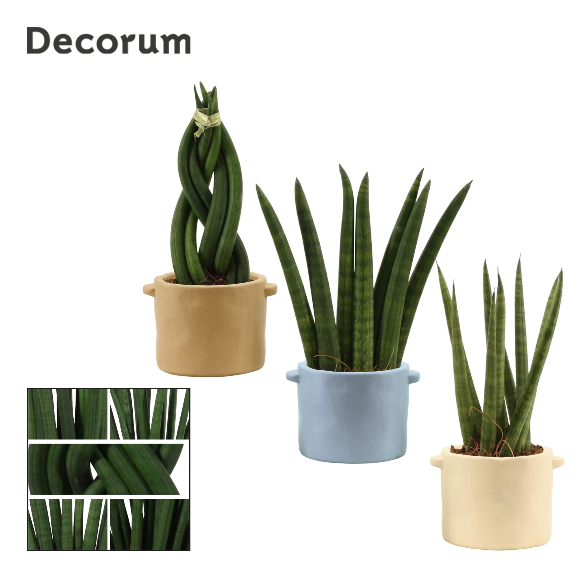 Sansevieria cylindrica 6 cm Mix in Charlotte (Nature world-colle, D 6