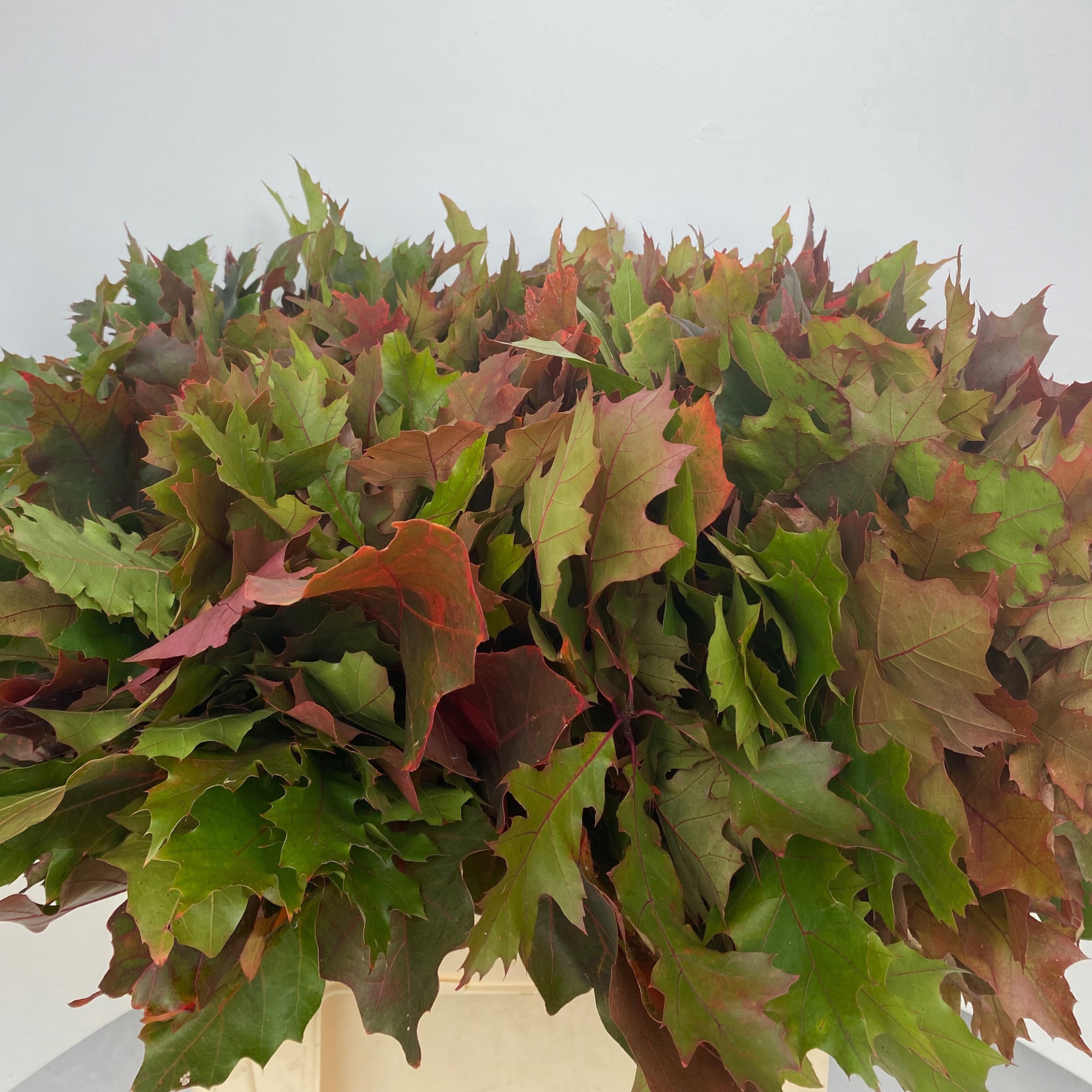 Кверкус Рубра 60, шт.