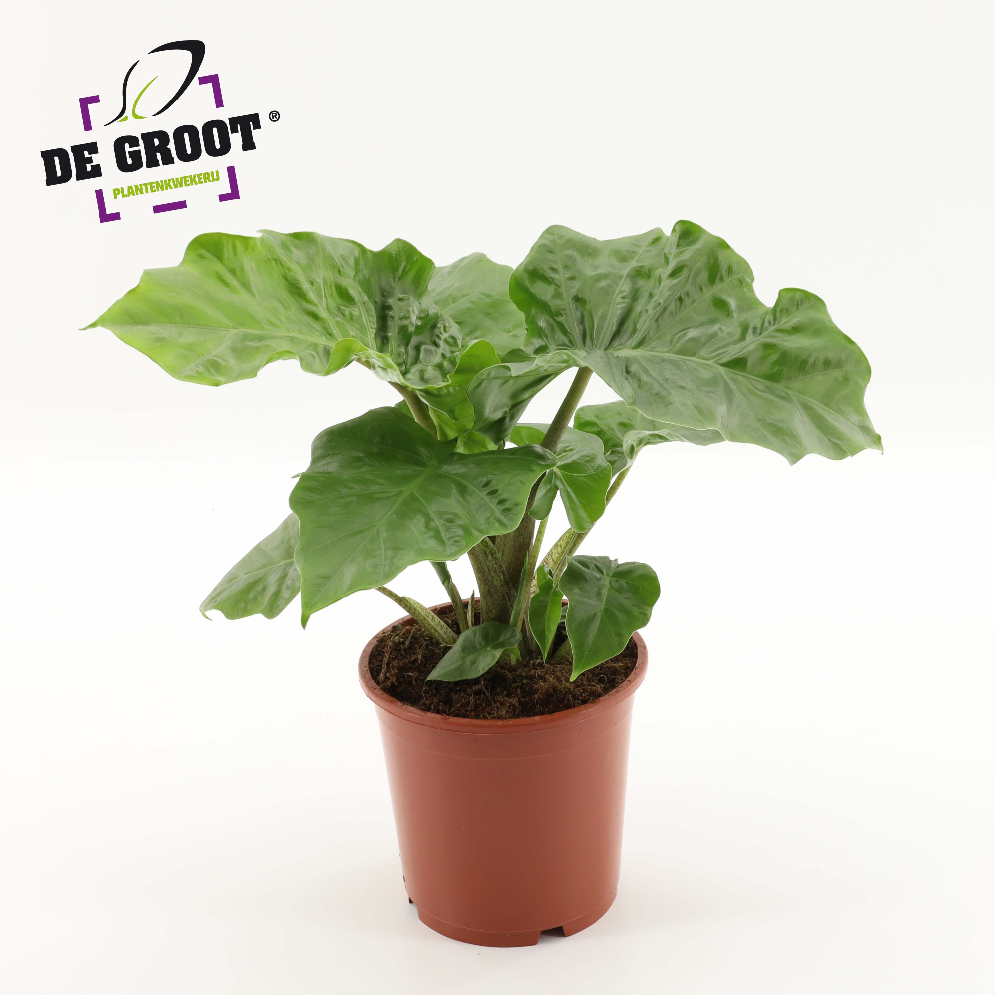 Alocasia Low Rider, D 17