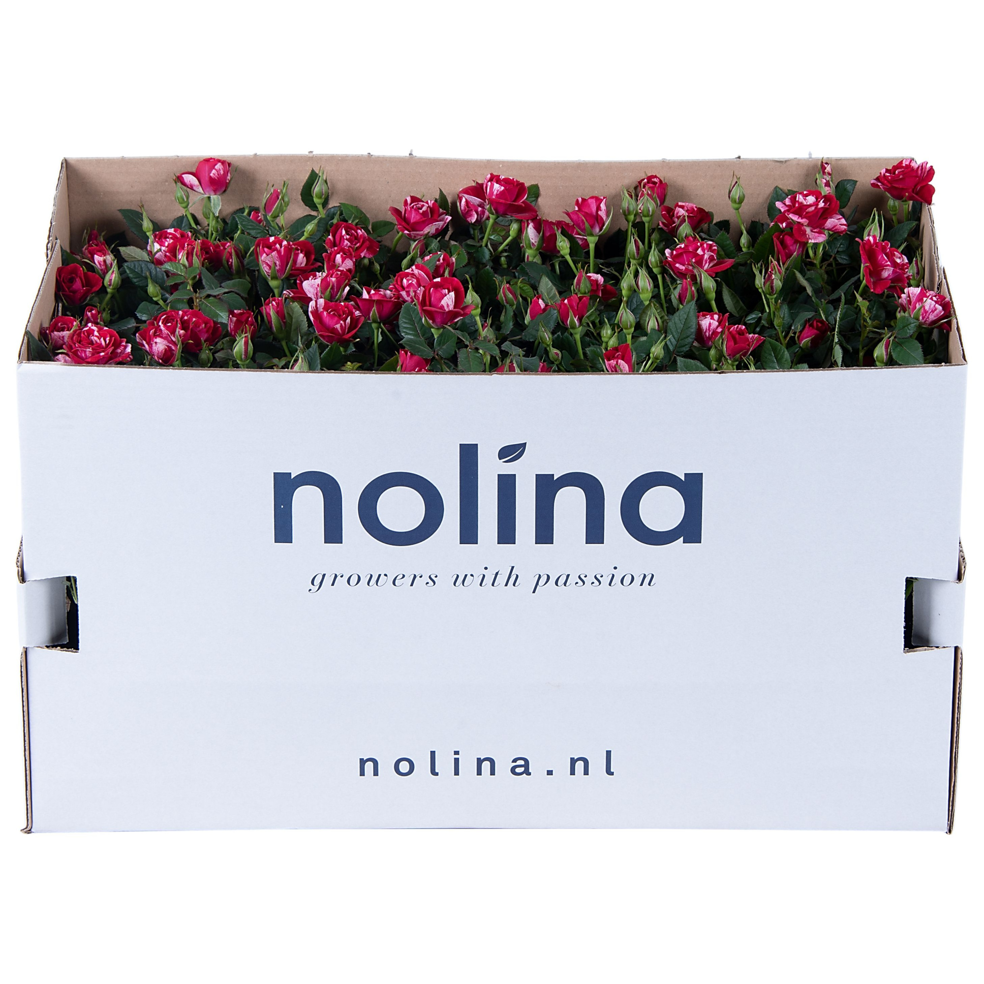 Nolina Special Roses Ø 10,5 cm Gigi in box st. 1-2, D 10,5 cm