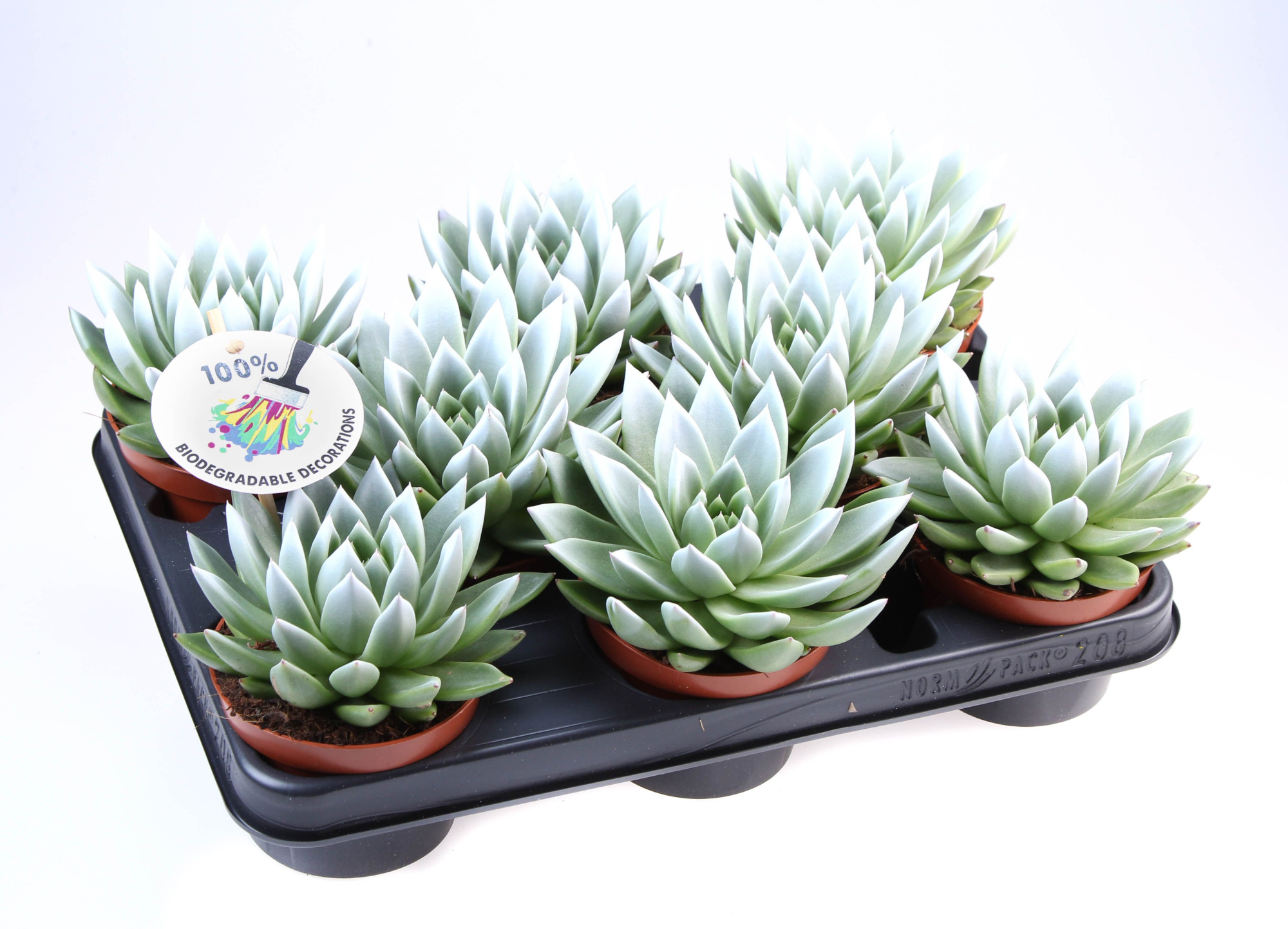 Miranda white tips, D 10,5 cm