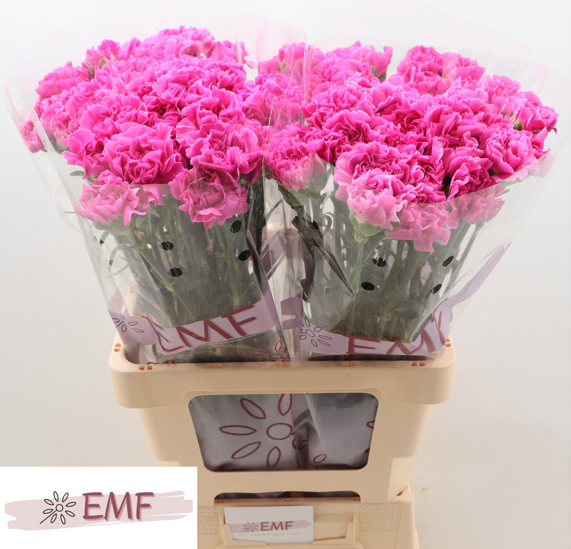 Диантус од. Фарида, шт.