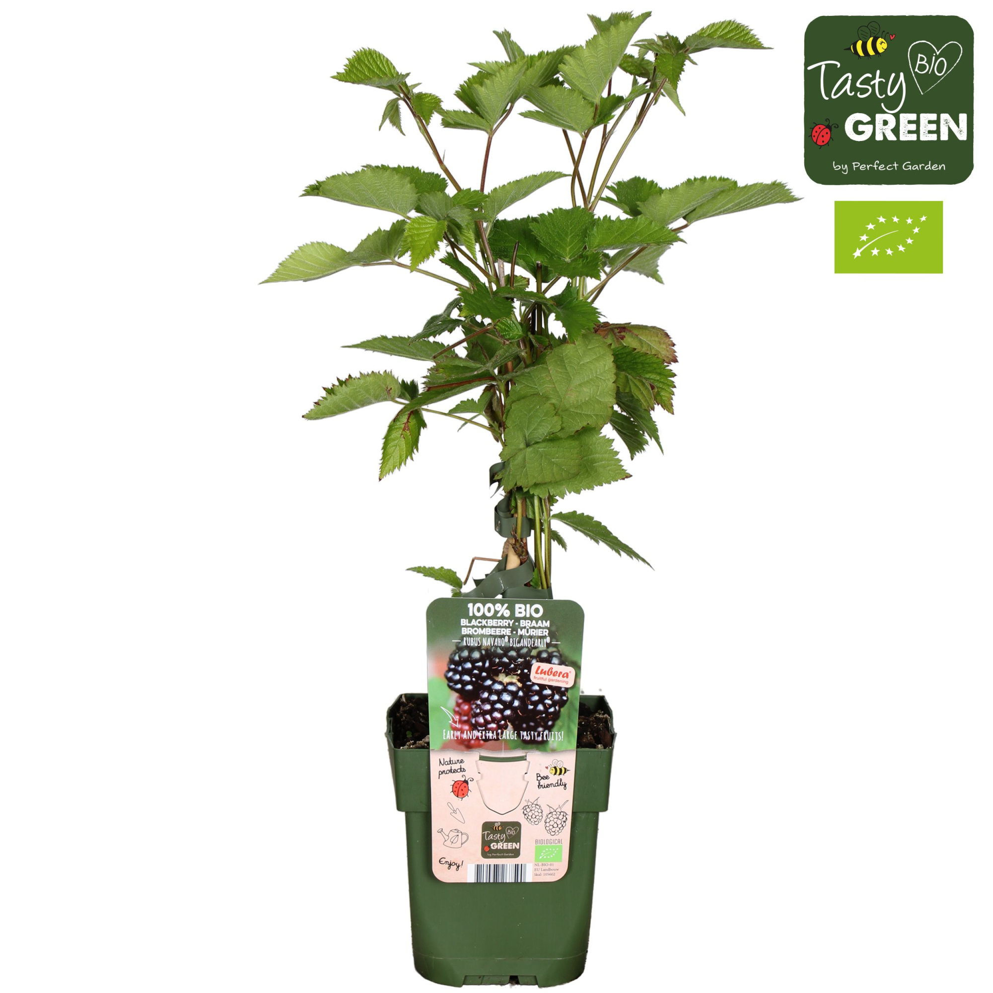 Rubus Navaho® Bigandearly® Bio P13, D 13 cm