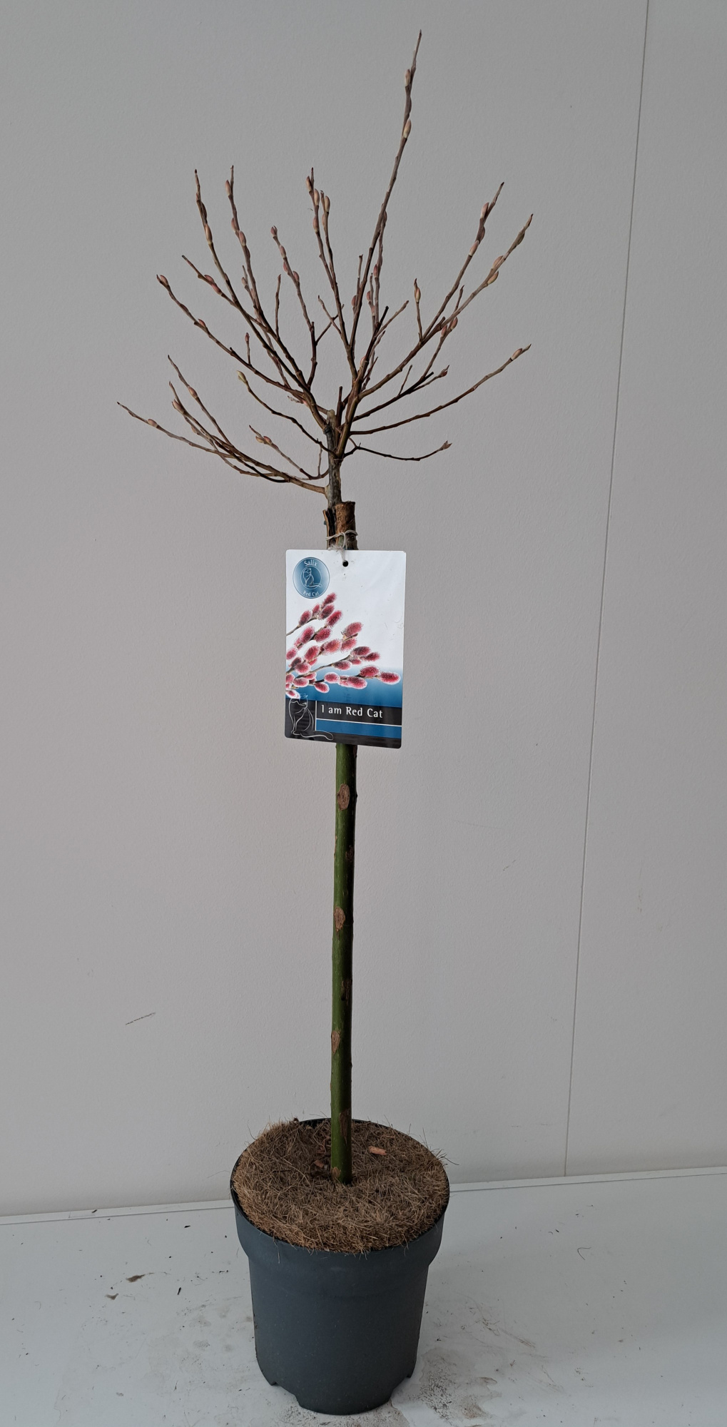 Salix Mount Aso stam 60, D 19