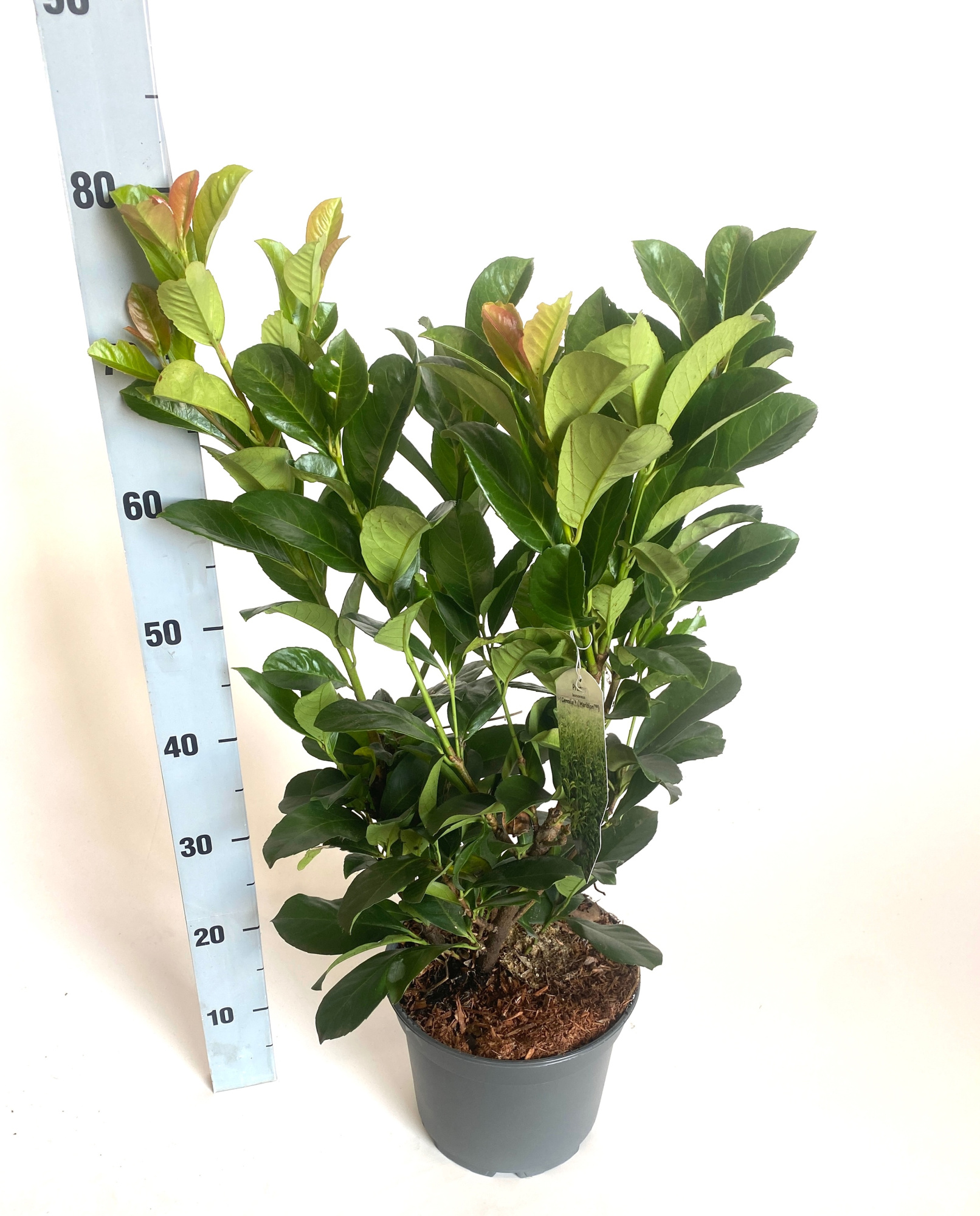 Prunus laurco. Etna, D 23 cm