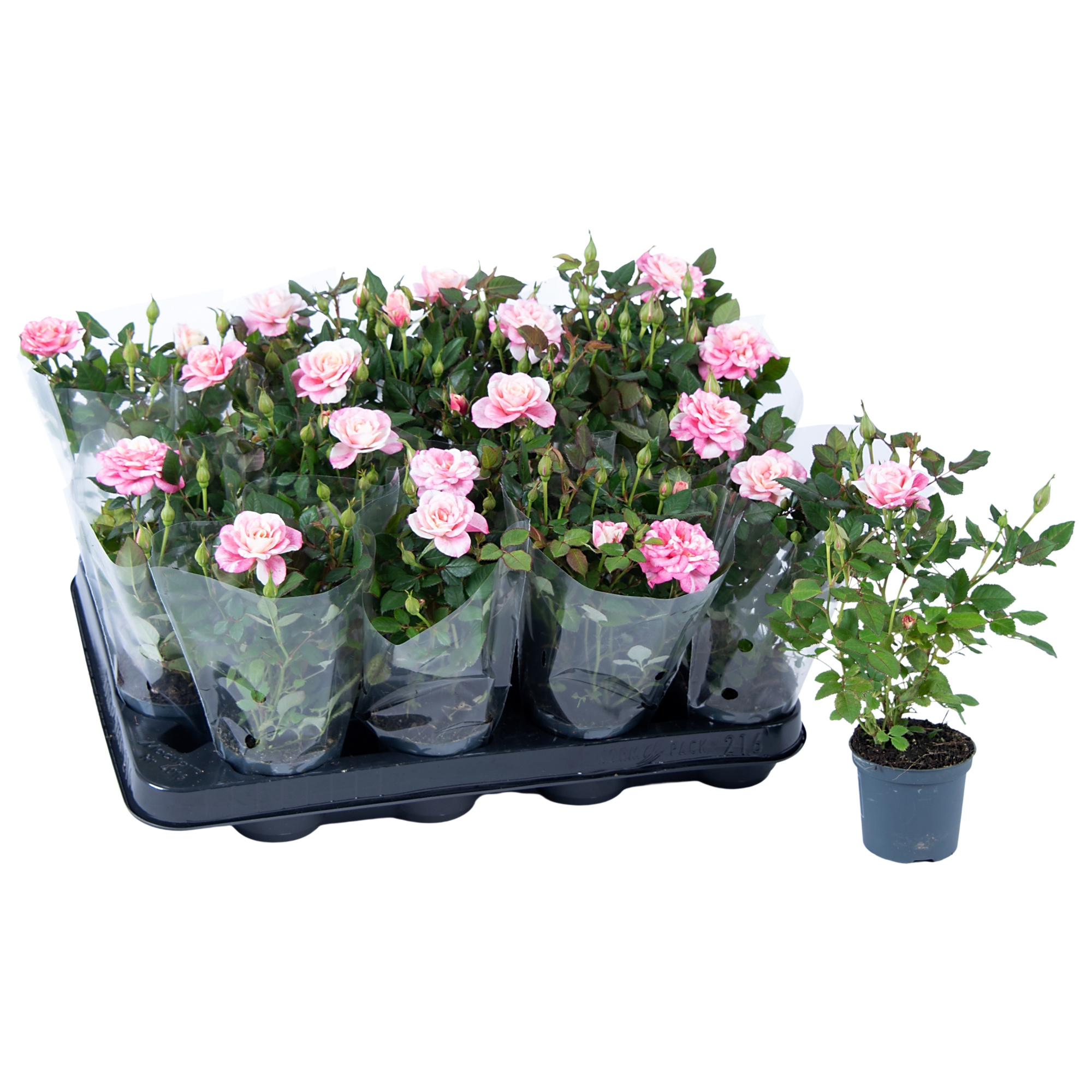 Nolina Roses Ø 7 cm. Piia Blanco sleeve, D 7