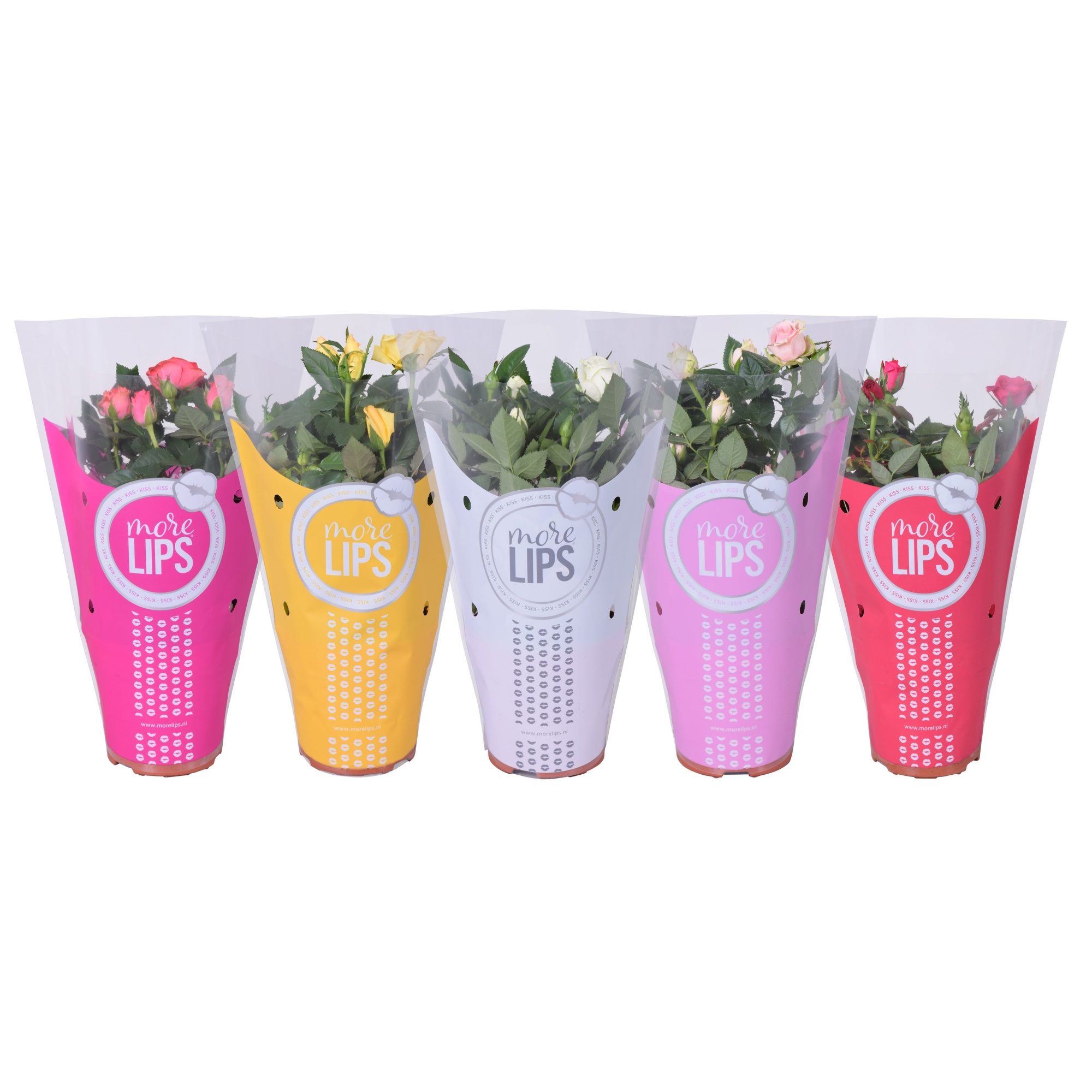 Rosa Favourite Roses gemengd MoreLips, D 10,5