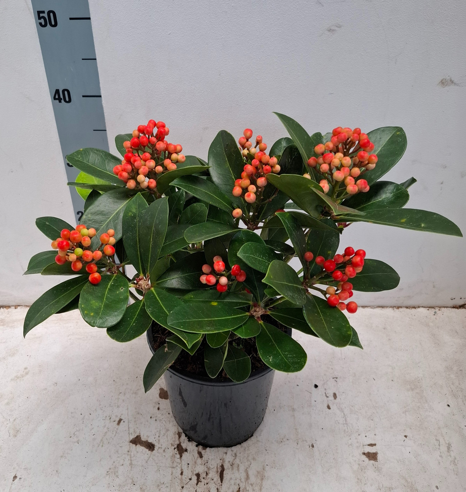 Veitchii 19cm 5+ tros, D 19 cm