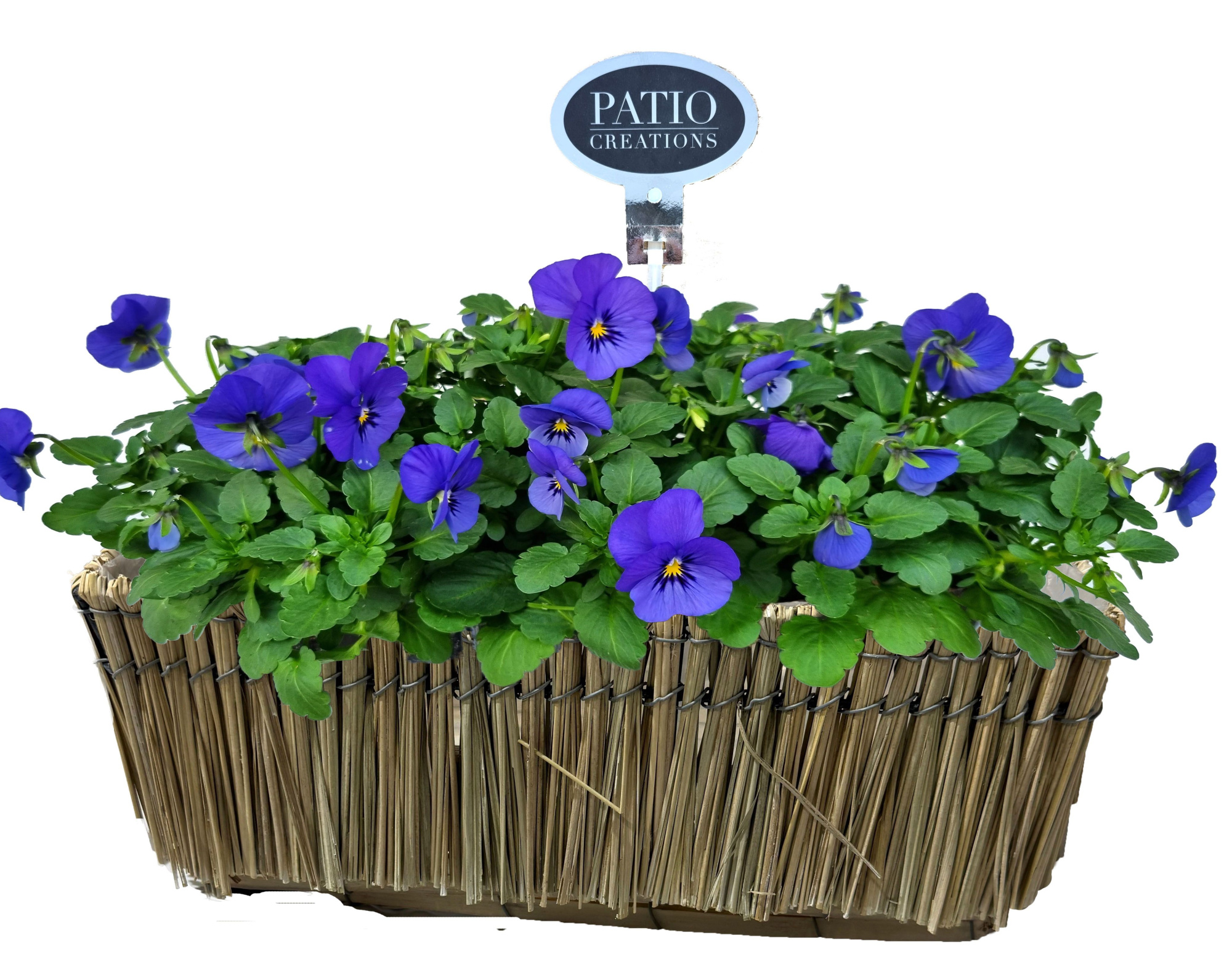 V821-9003 Viola Lona M, D 32 cm