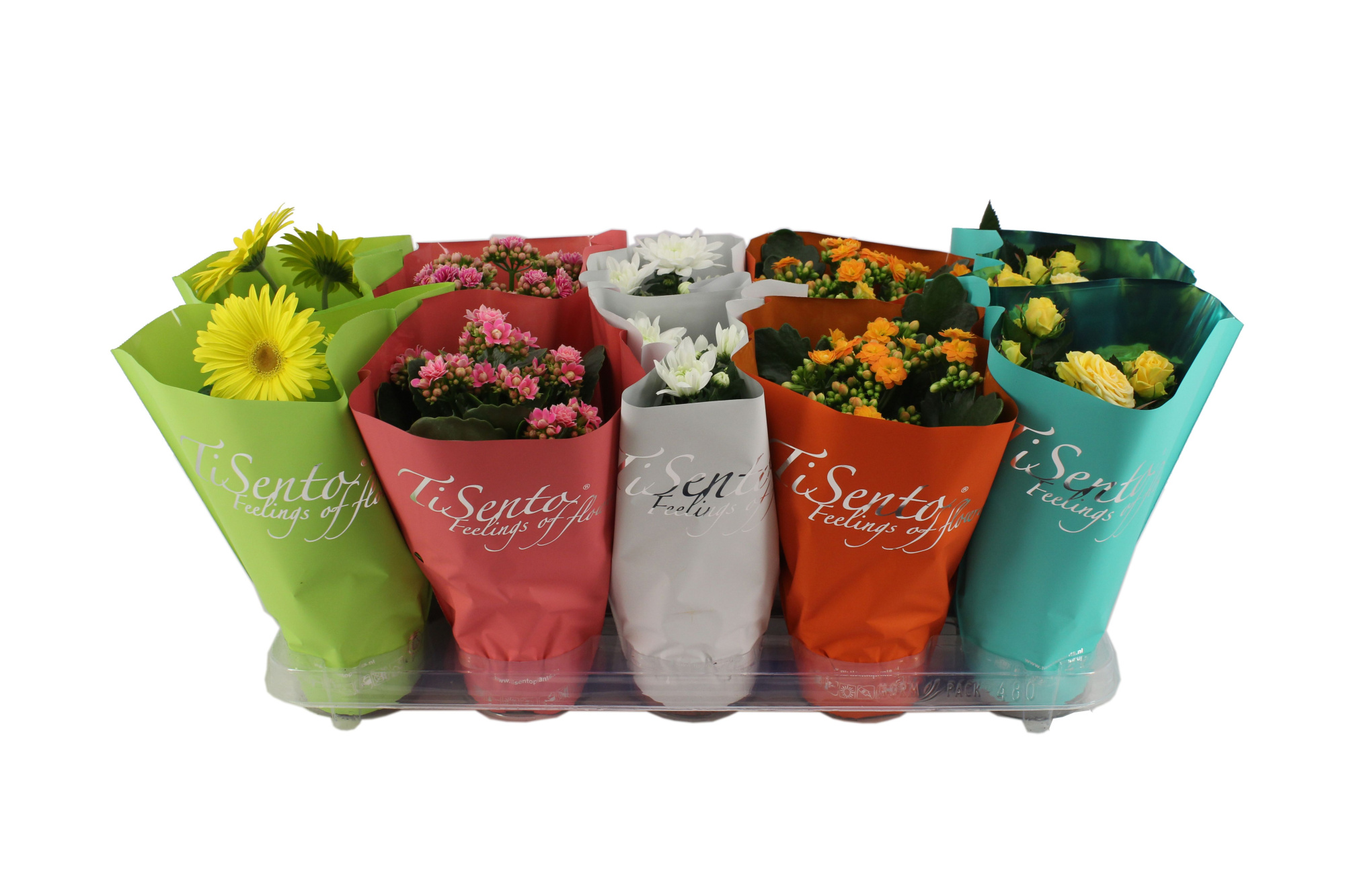 Bloeimix 12cm | Augustus Mix, D 12