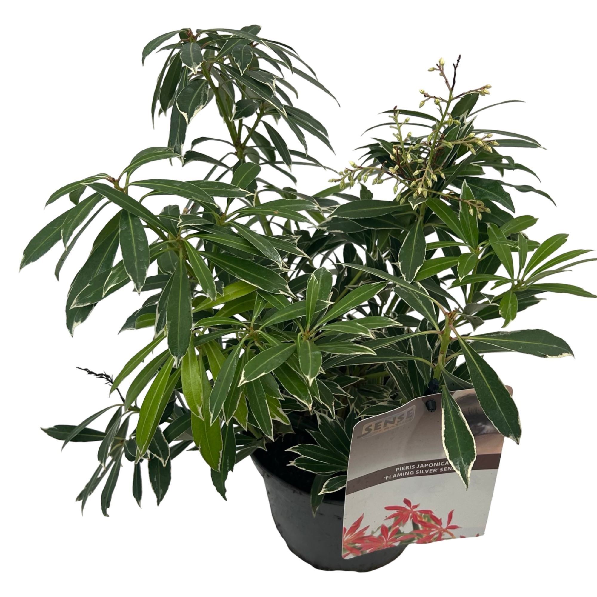 Pieris jap. 'Flaming Silver' sense, D 17