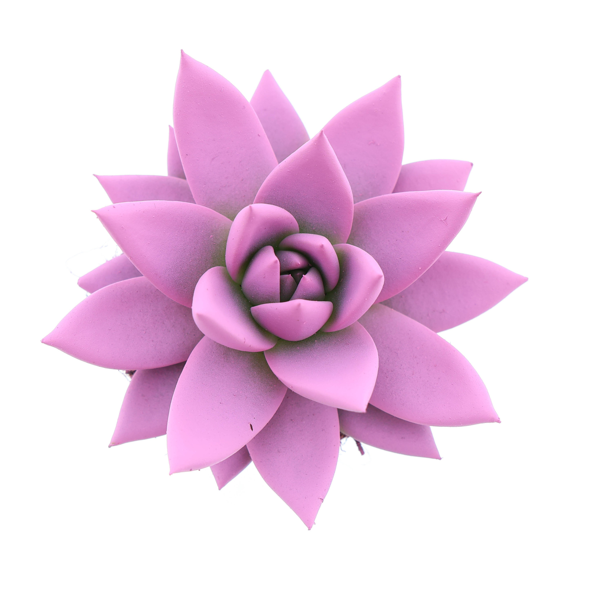 Rainbow pink, D 6 cm