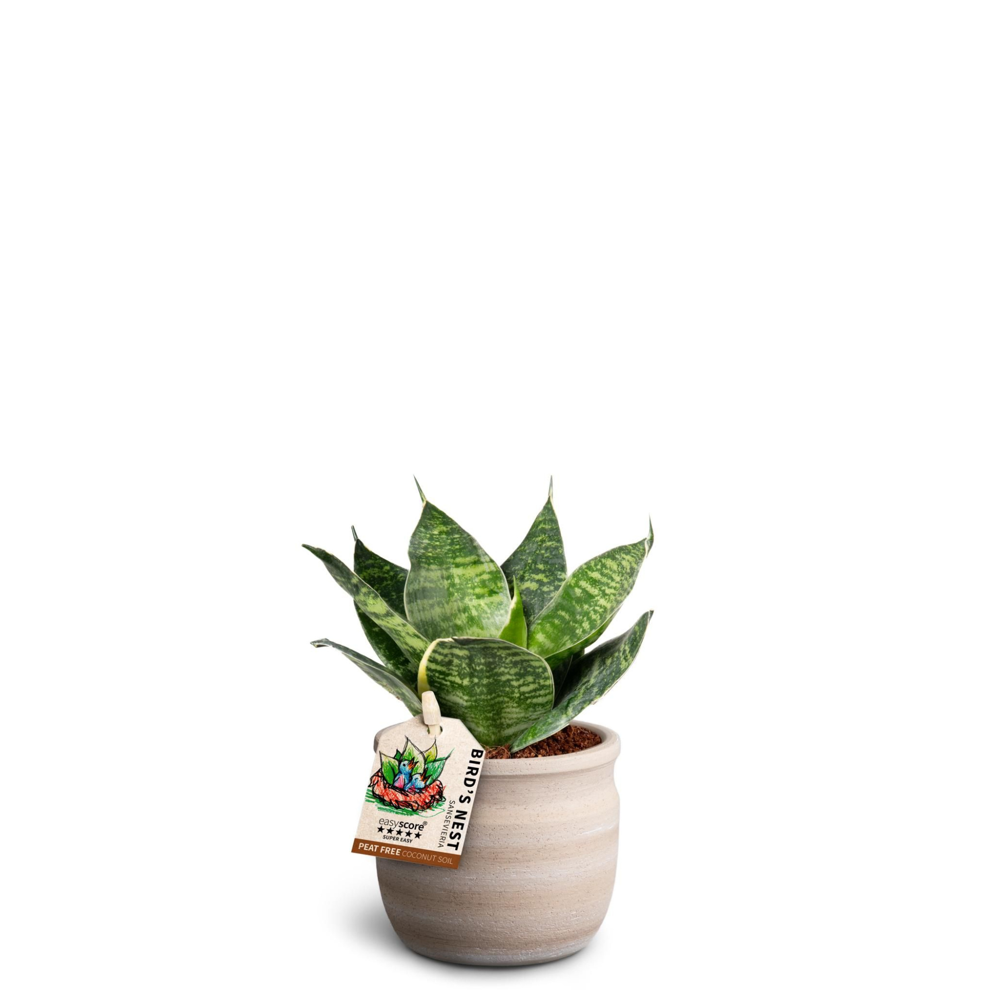 Maceta Sand, Sansevieria Hahnii Green, D 7 cm