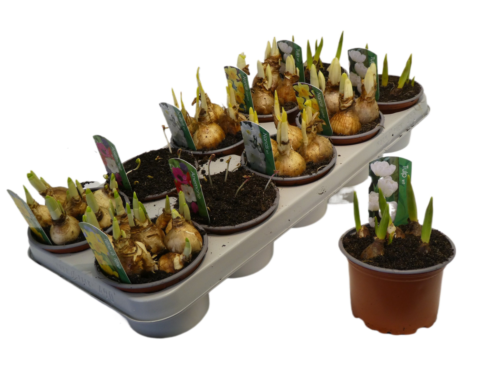 Bollen mix 12cm foto kan afwijken, D 12