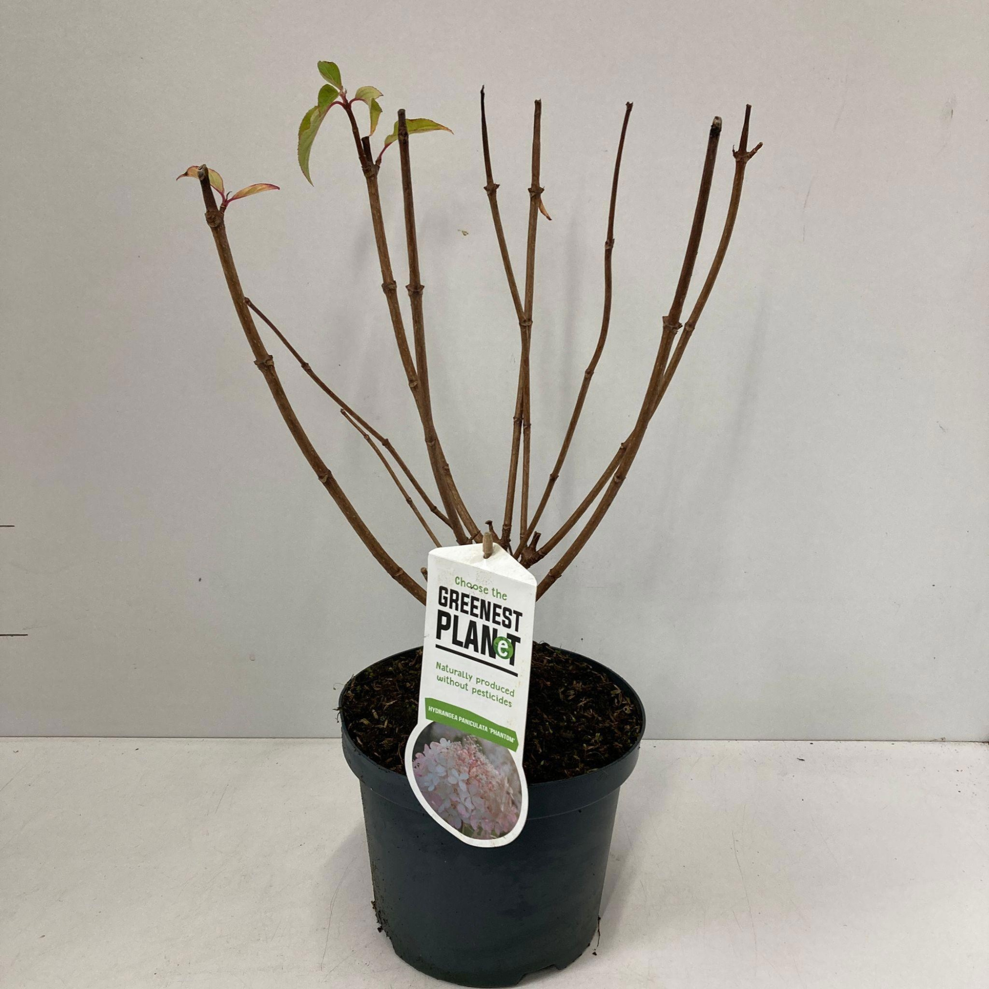 Hydrangea pan. 'Phantom', D 19