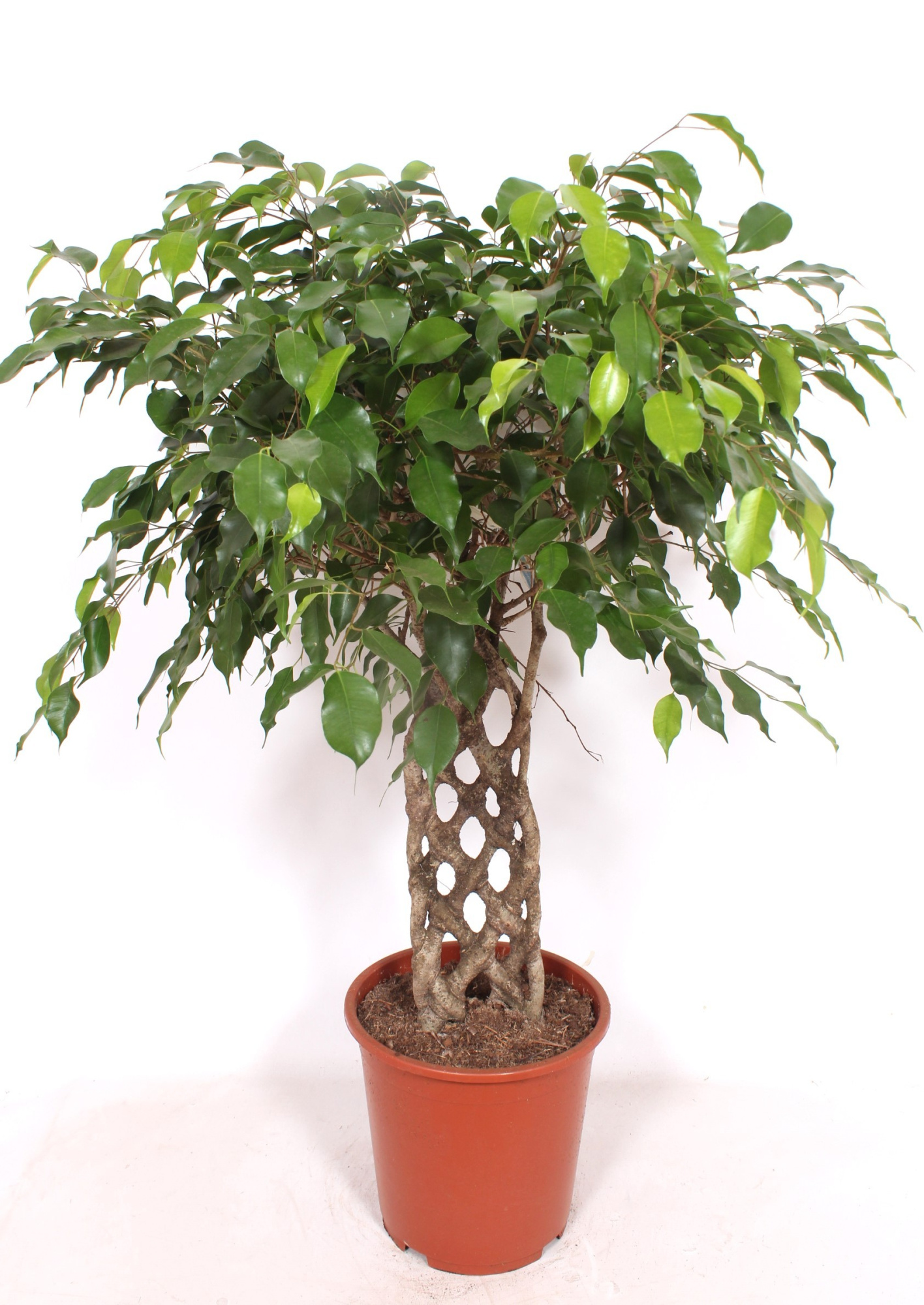 Ficus Exotica, D 27 cm