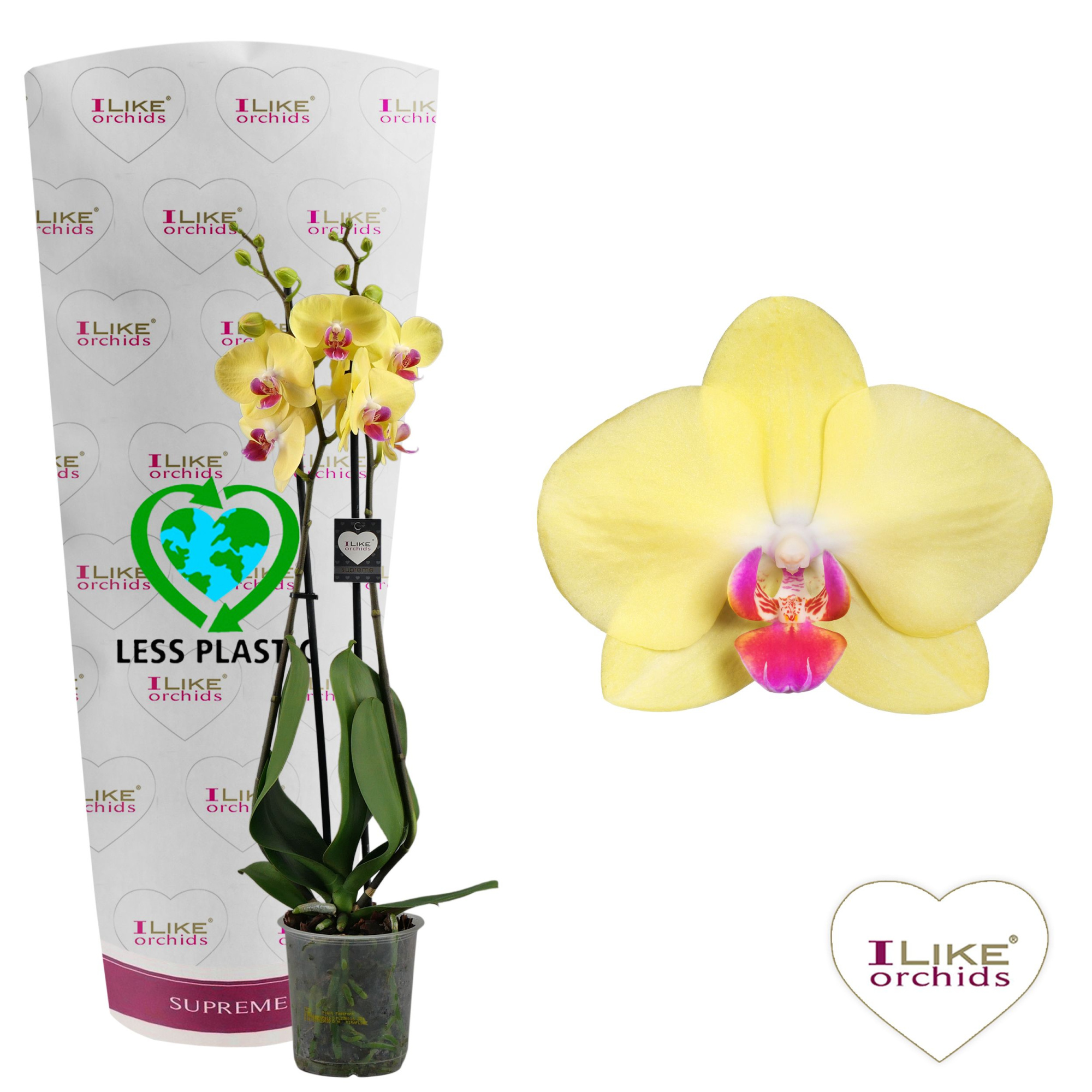 Phalaenopsis Miraflore - 2 tak 70cm (Less Plastic), D 12 cm