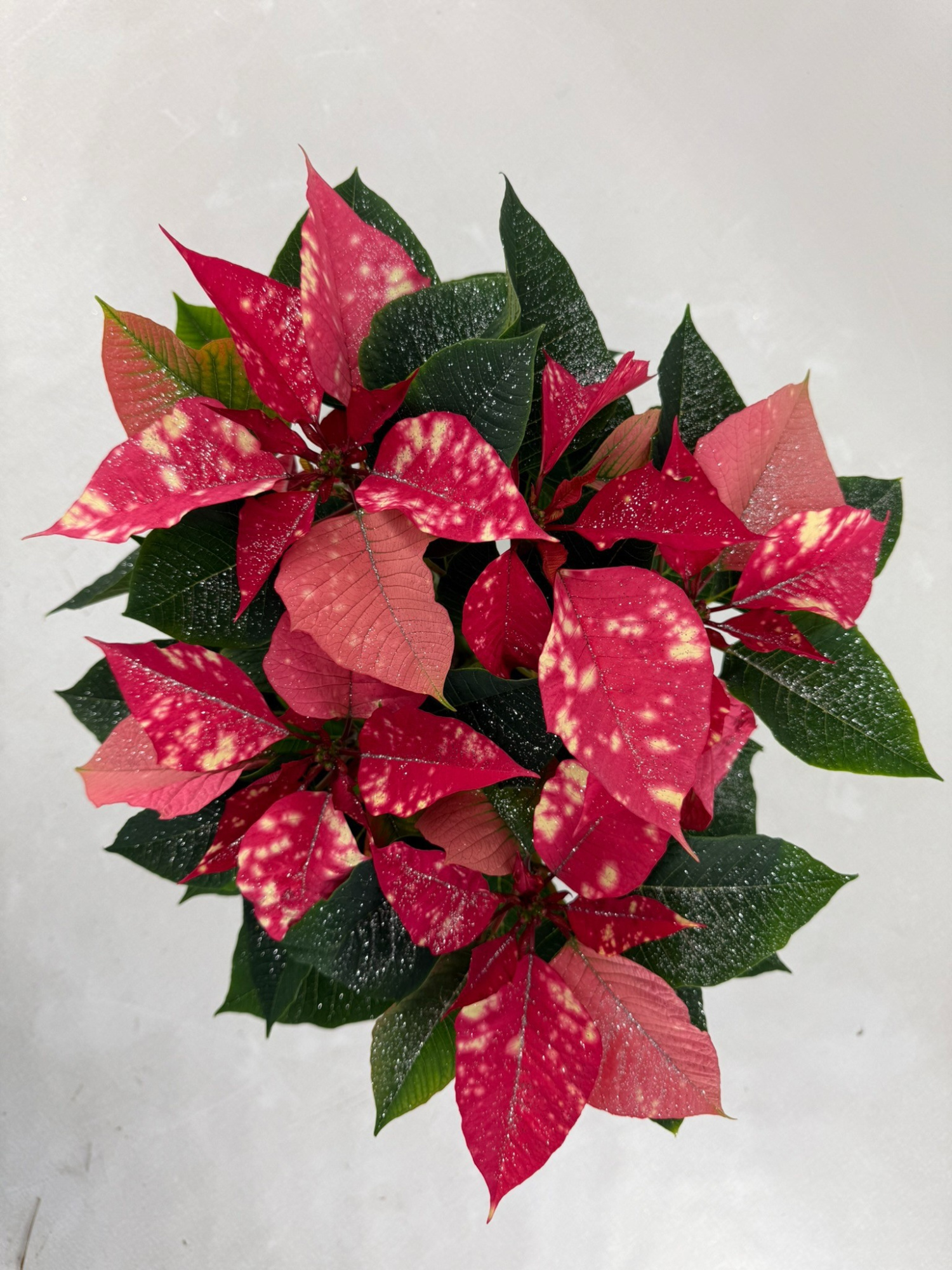 Fantasy star pink pot 13 met zilverglitter, D 13 cm