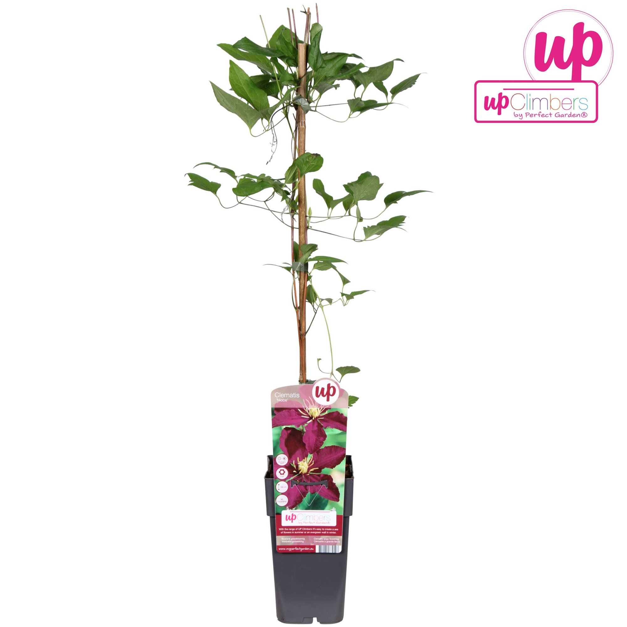 Clematis Niobe P15, D 15 cm