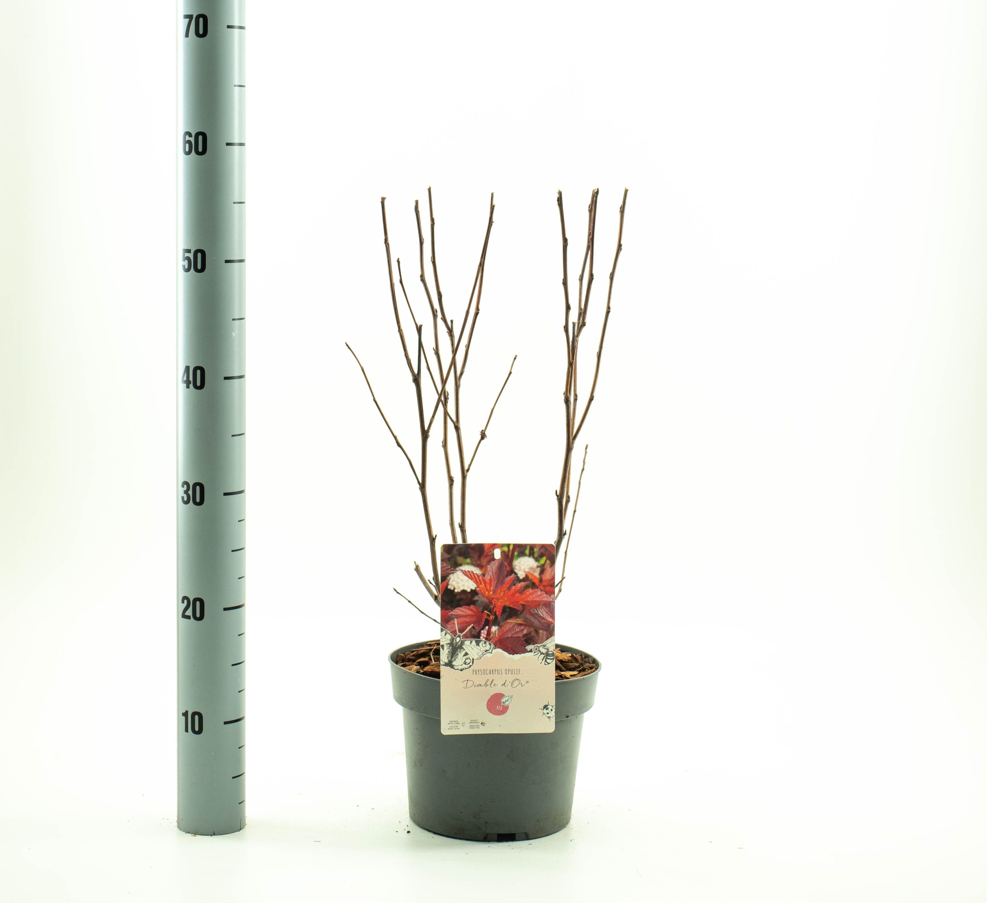 Physocarpus op. 'Diable dÓr, D 19