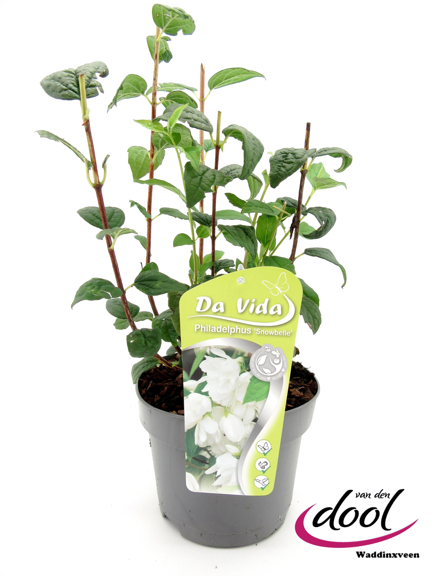 Philadelphus Snowbelle, D 19 cm