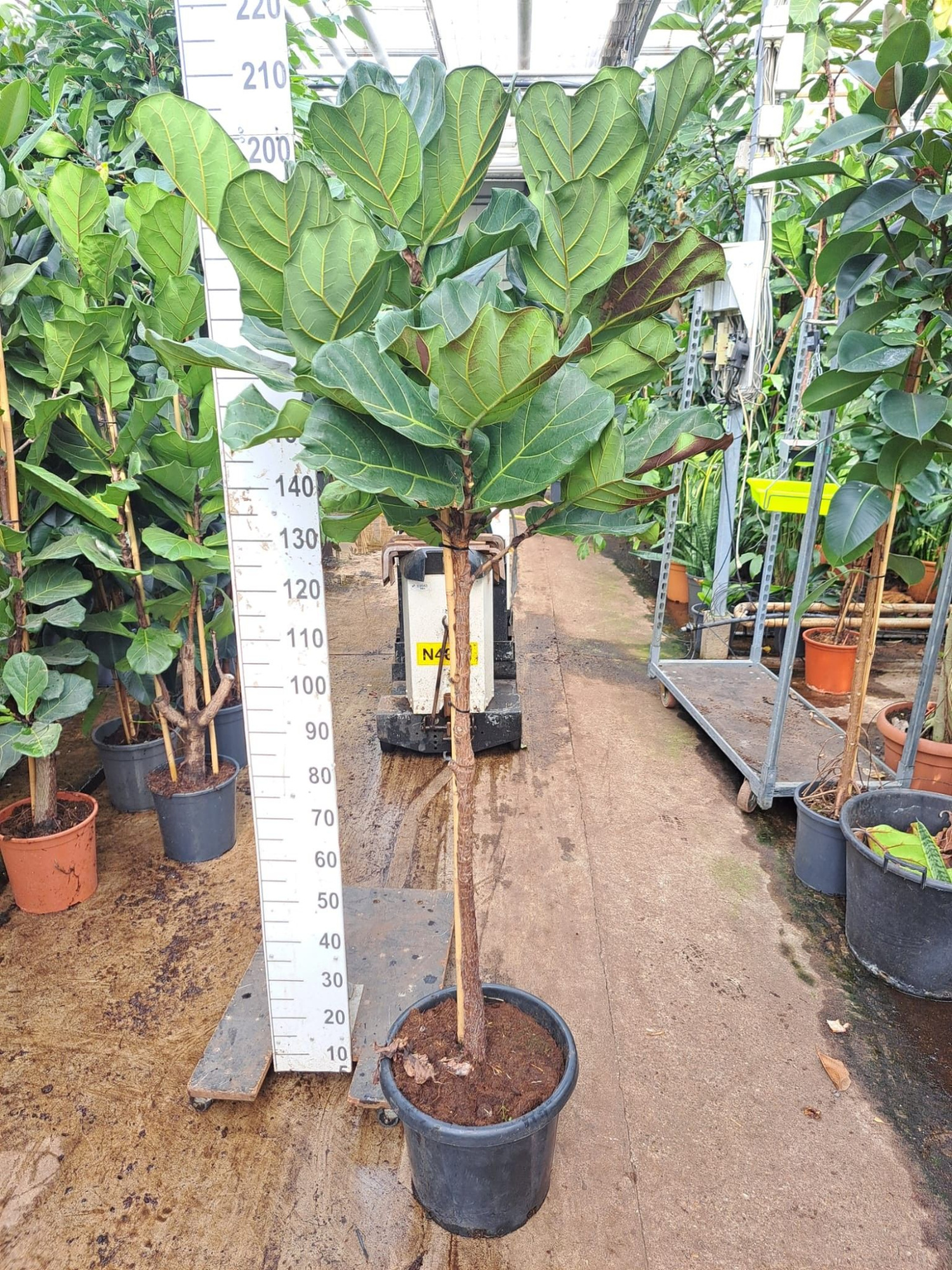 Ficus Lyrata stam 200, D 40 cm