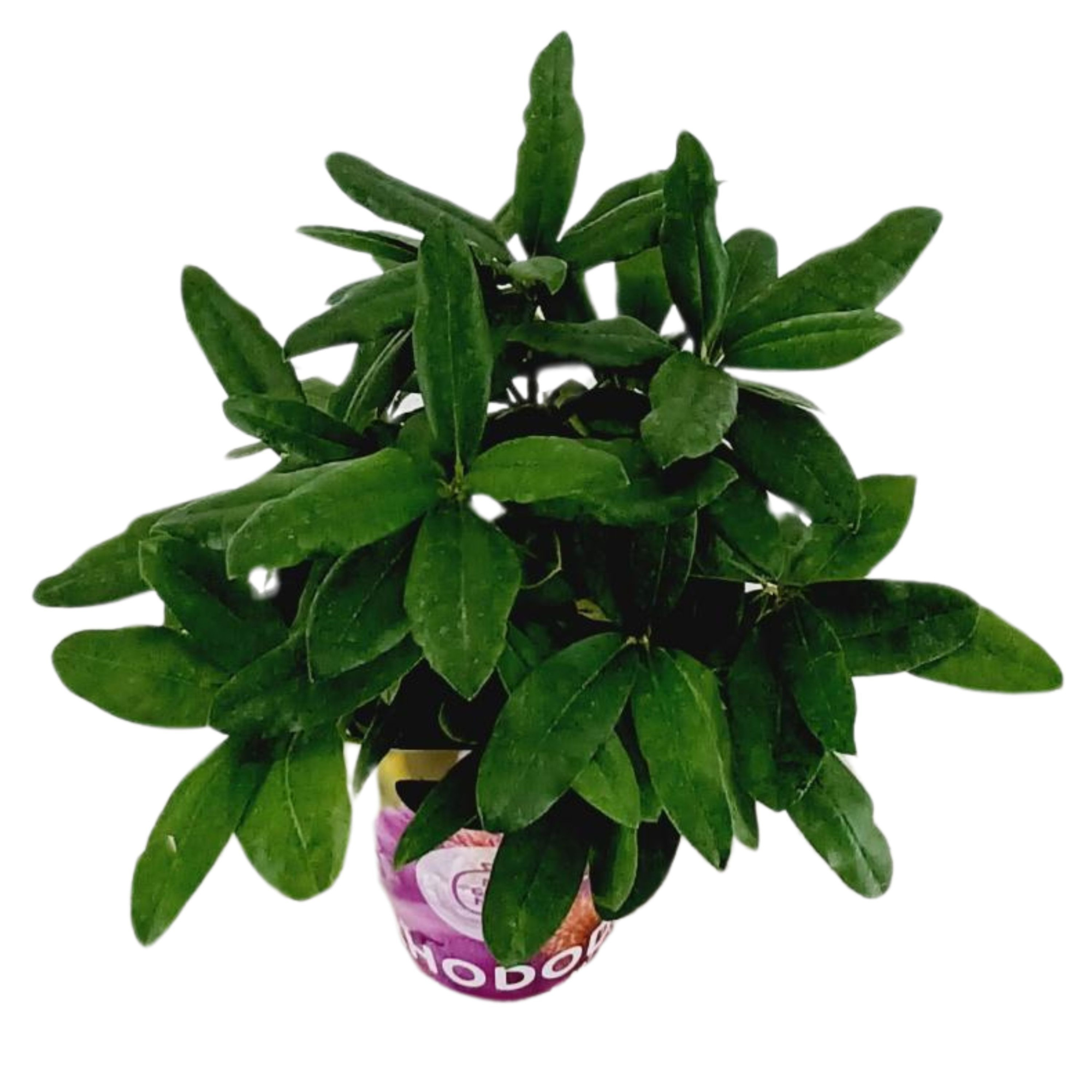 Rhododendron 30-35 /2 liter 'Paars' met potcover, D 17 cm