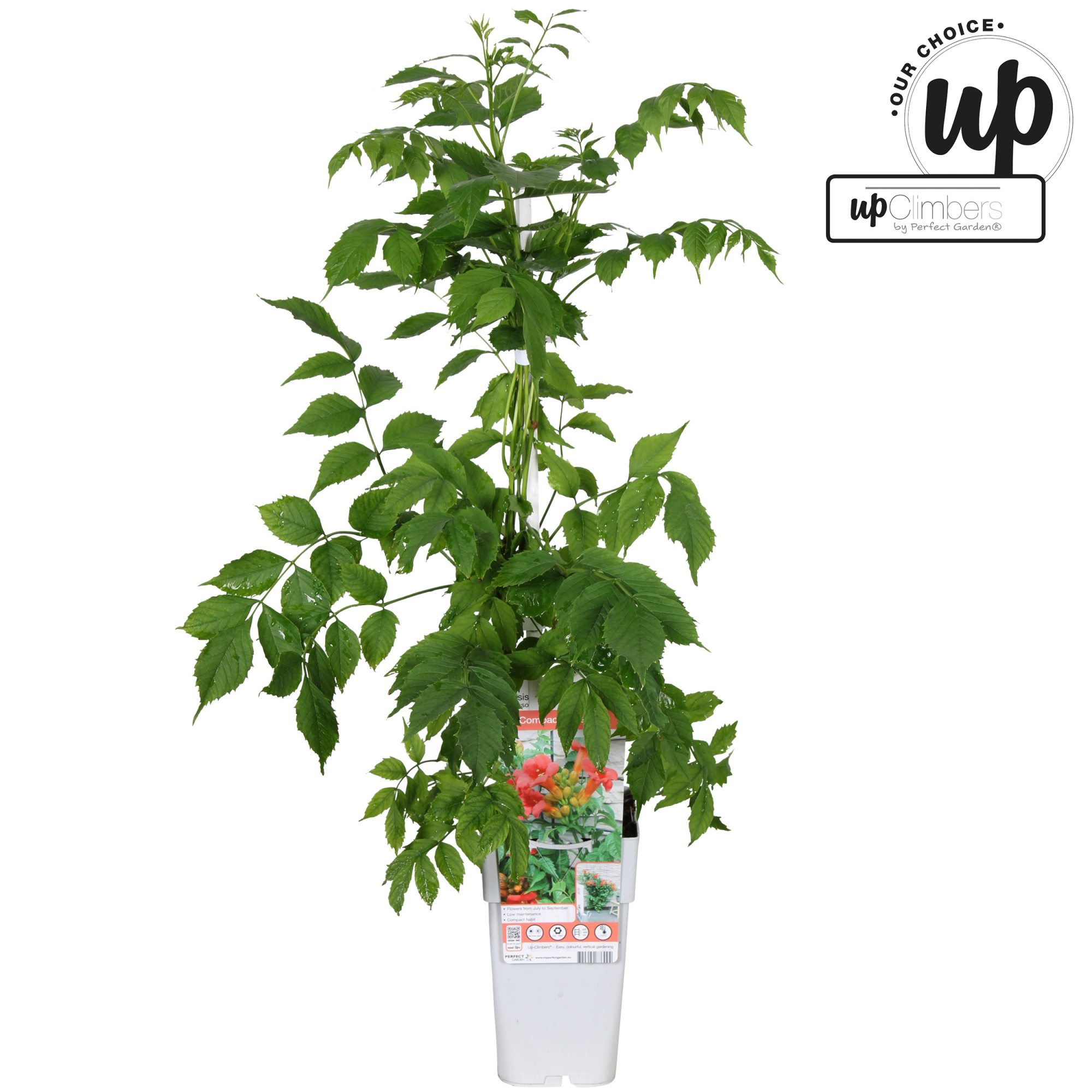 Campsis tagliabuana 'Solo Rosso' P15, D 15 cm