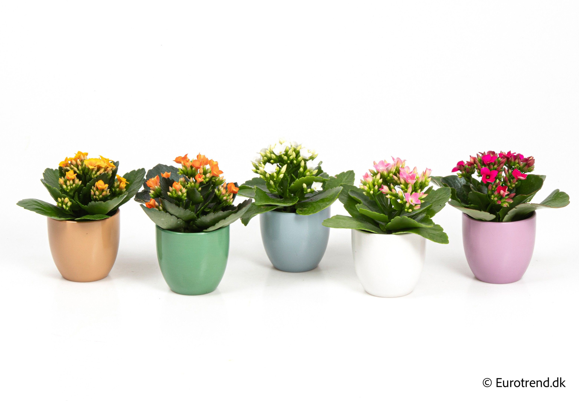 Kalanchoe in ceramic - Spring, Summer & Autumn 2025, D 6 cm