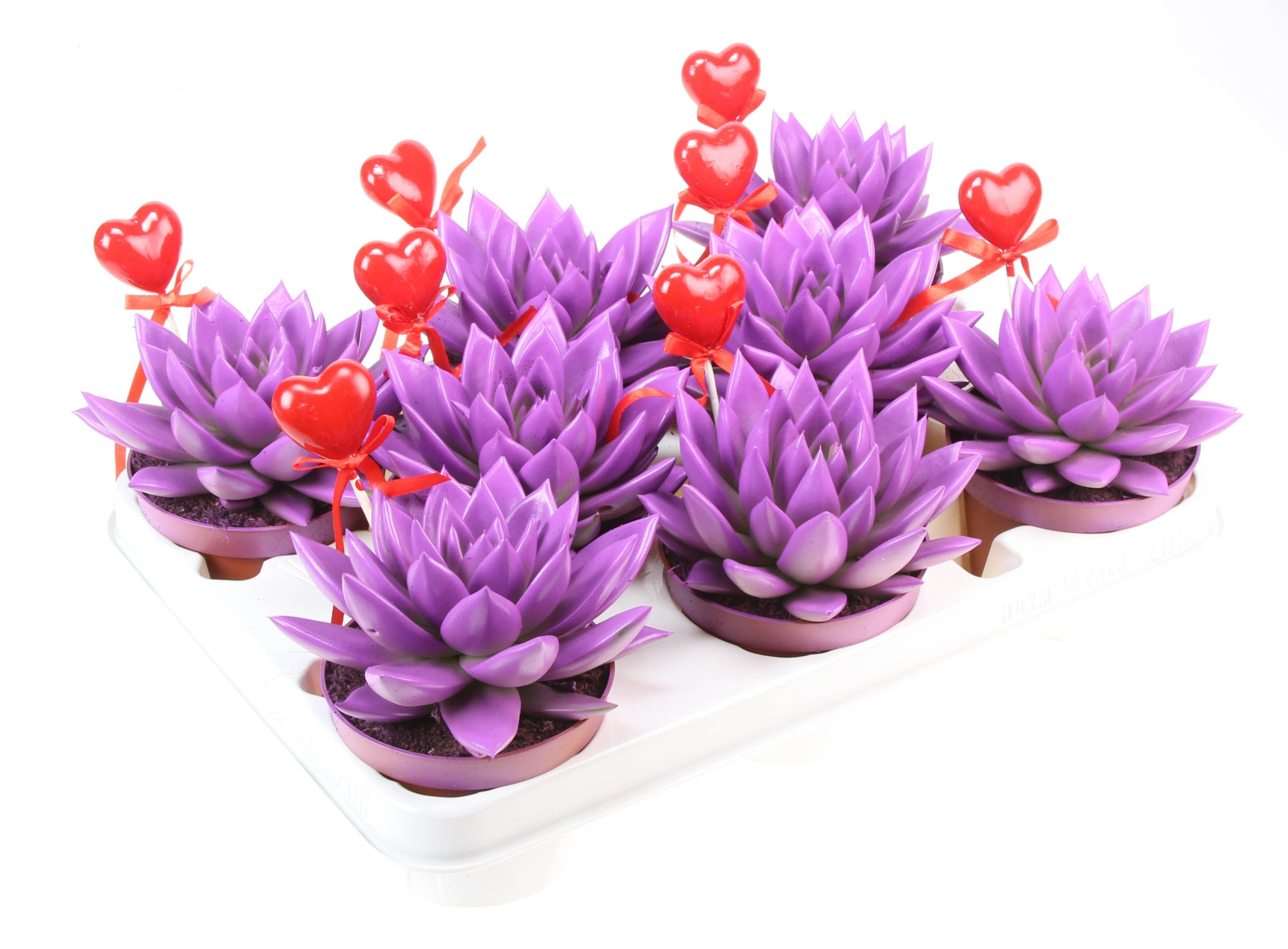 Miranda paars+hartje, D 10,5 cm