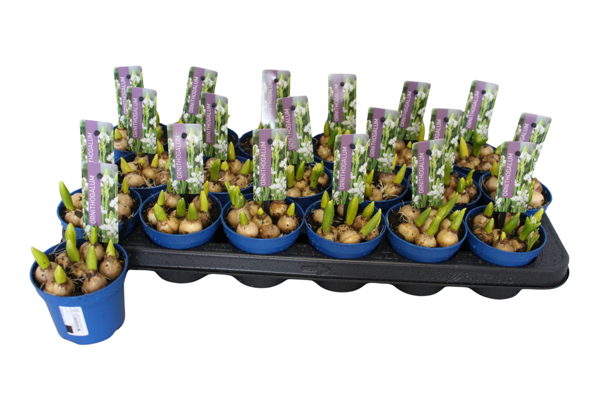 Ornithogalum Balansae P9, D 9