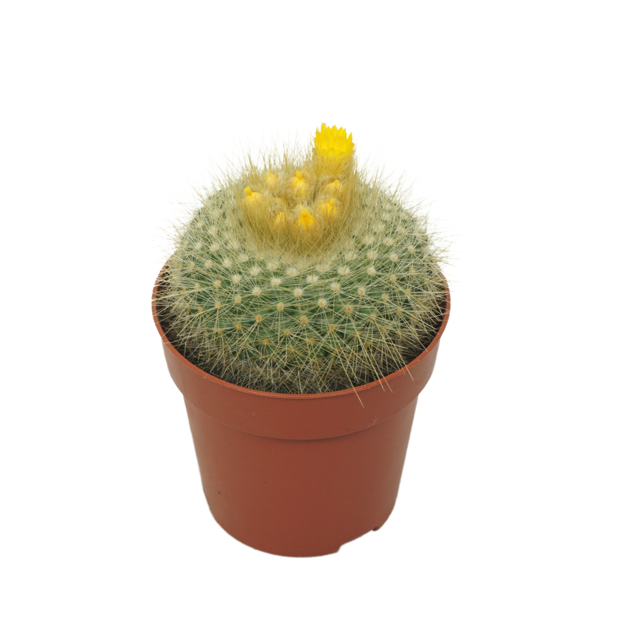 Parodia 8,5 cm bloeiend, D 8,5