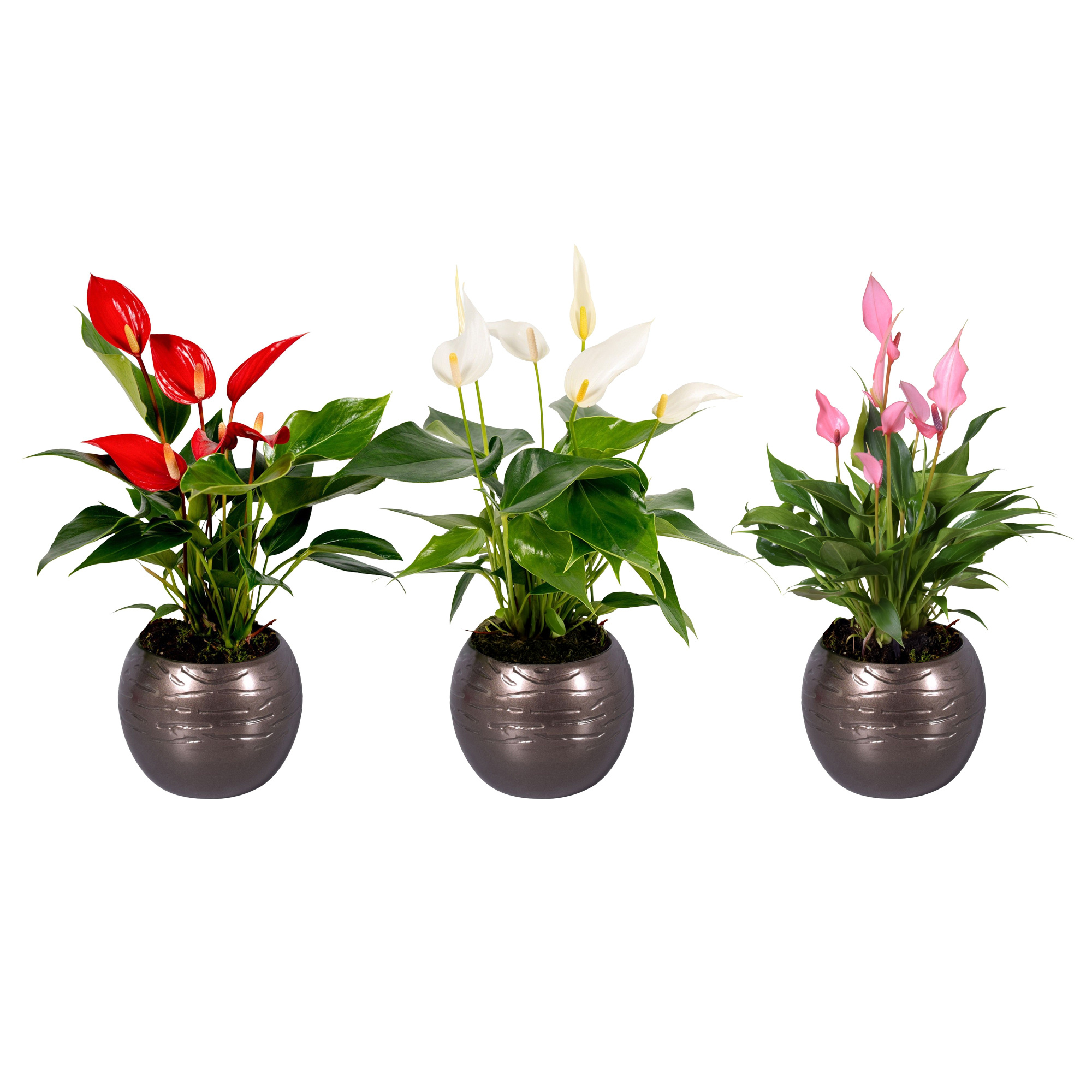 Anthurium"Banderola mix'' in bolpot goud, D 10