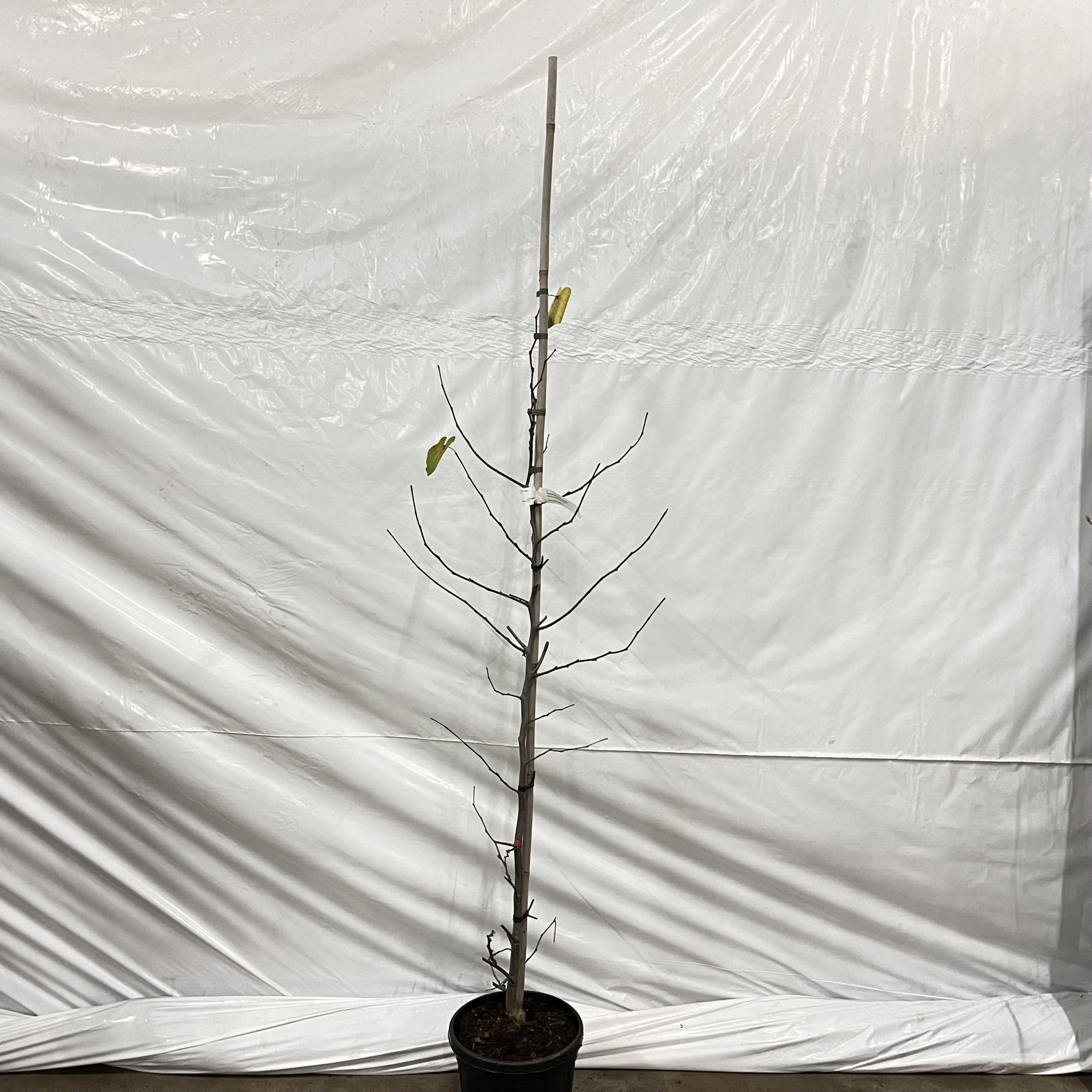 Cercis canadensis 'Texas White' --geveerd, D 29