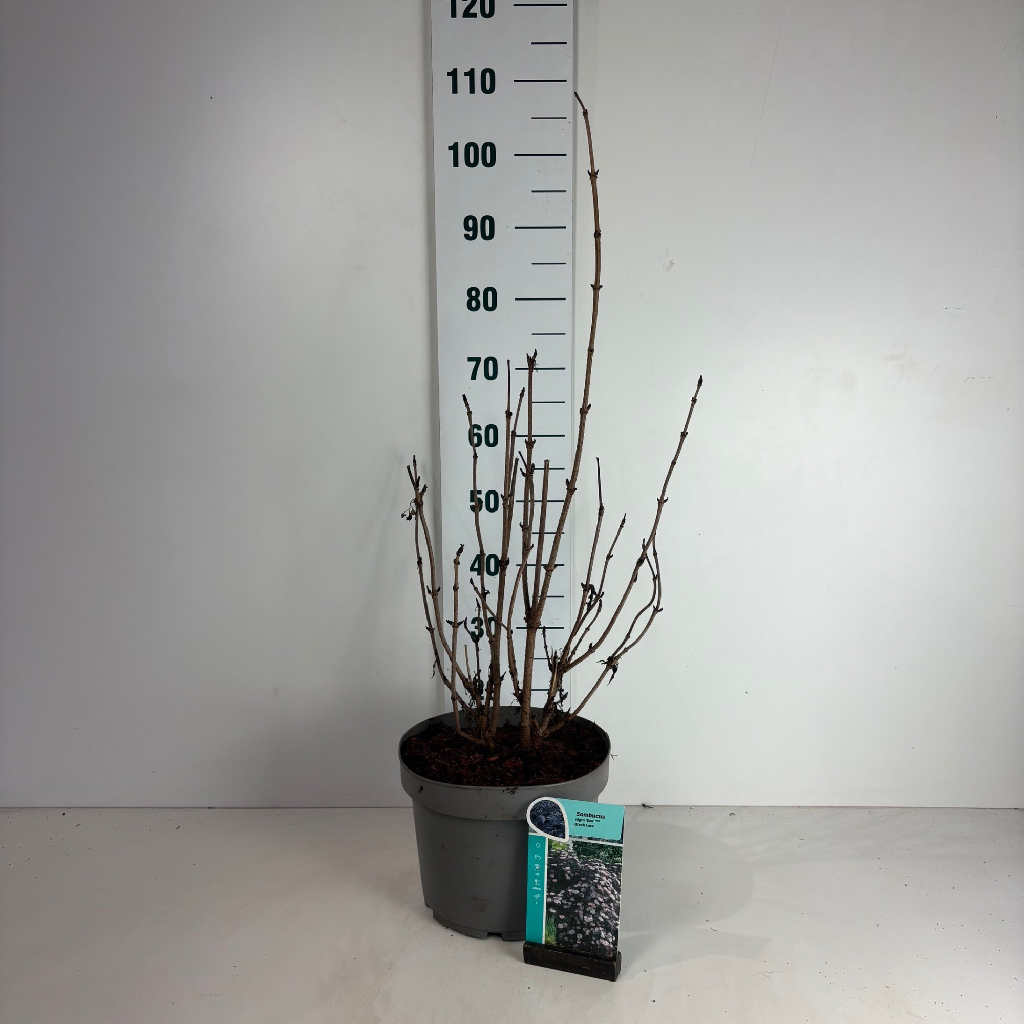 Sambucus nigra Black Lace, D 29