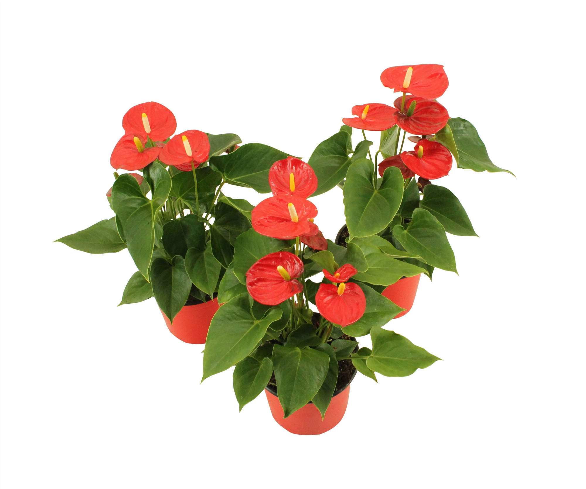 Anthurium XL.41 Pura Jasja 14cm, D 14 cm