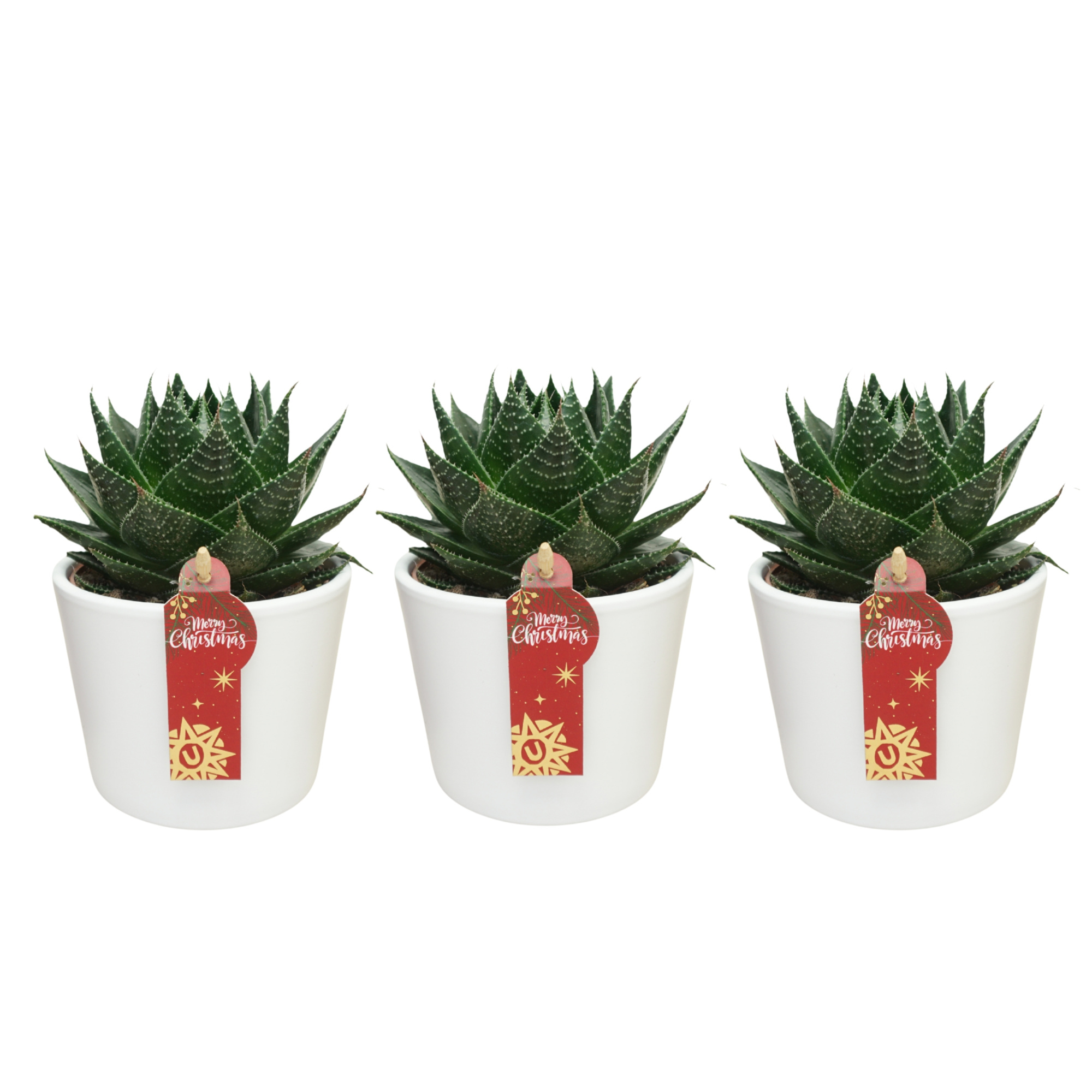 Aloë cosmo in 12 cm Witte Kerst pot, D 10,5 cm