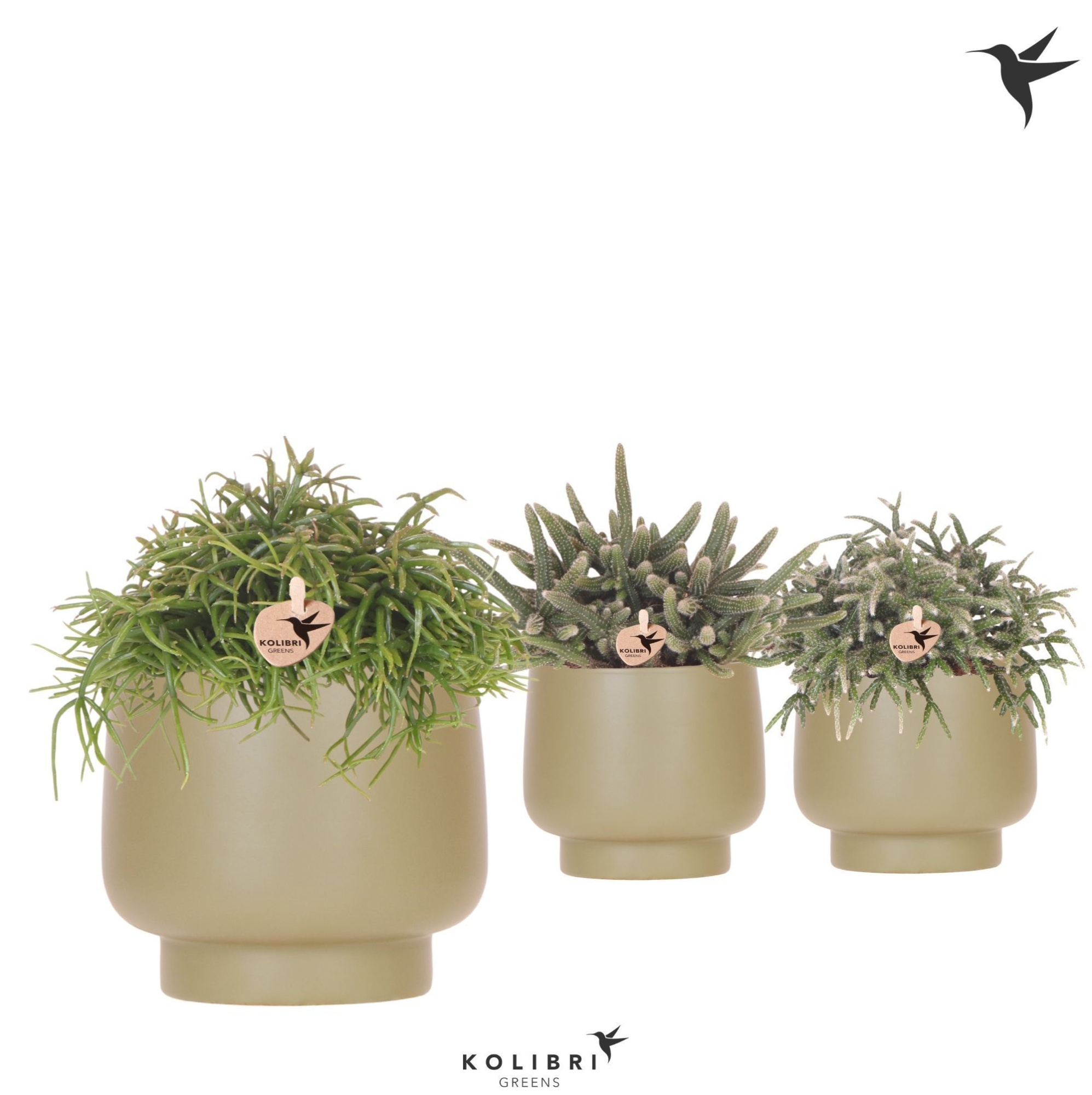 Kolibri Greens Rhipsalis mix in Scandic pot green, D 12 cm