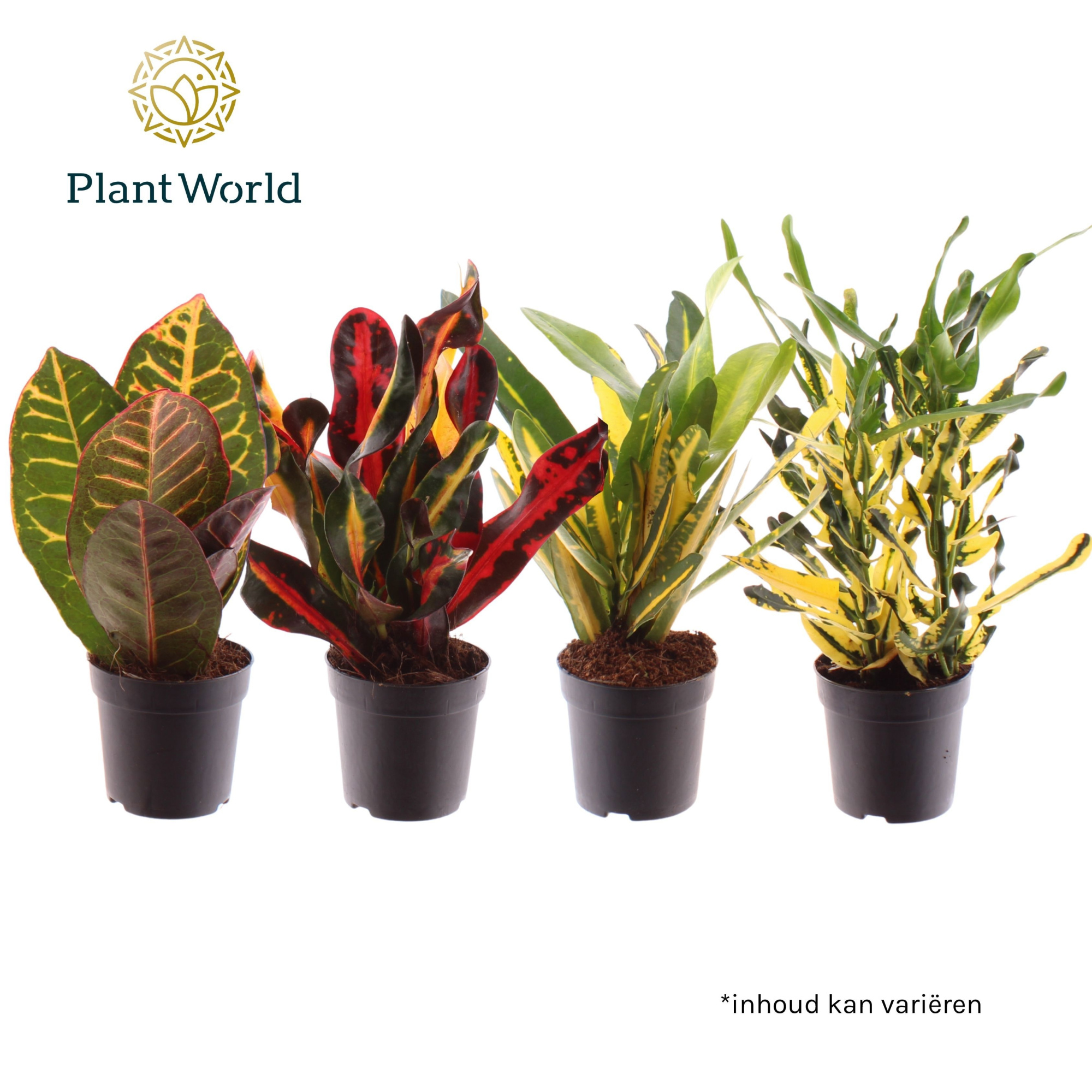 Croton gemengd kopstek 7 cm, D 7 cm