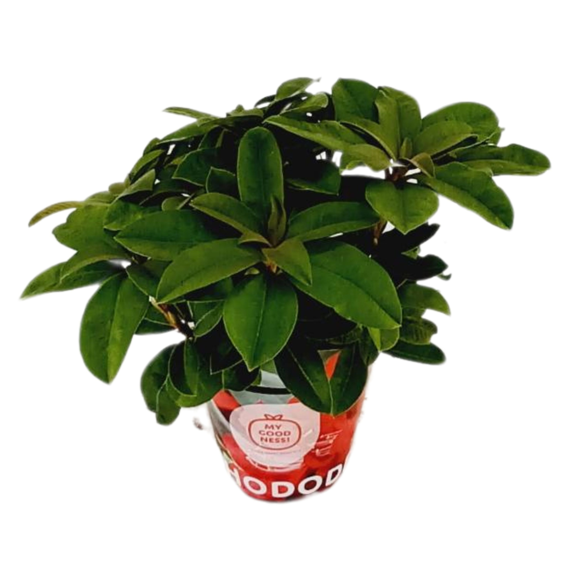 Rhododendron 30-35 /2 liter 'Rood' met potcover, D 17