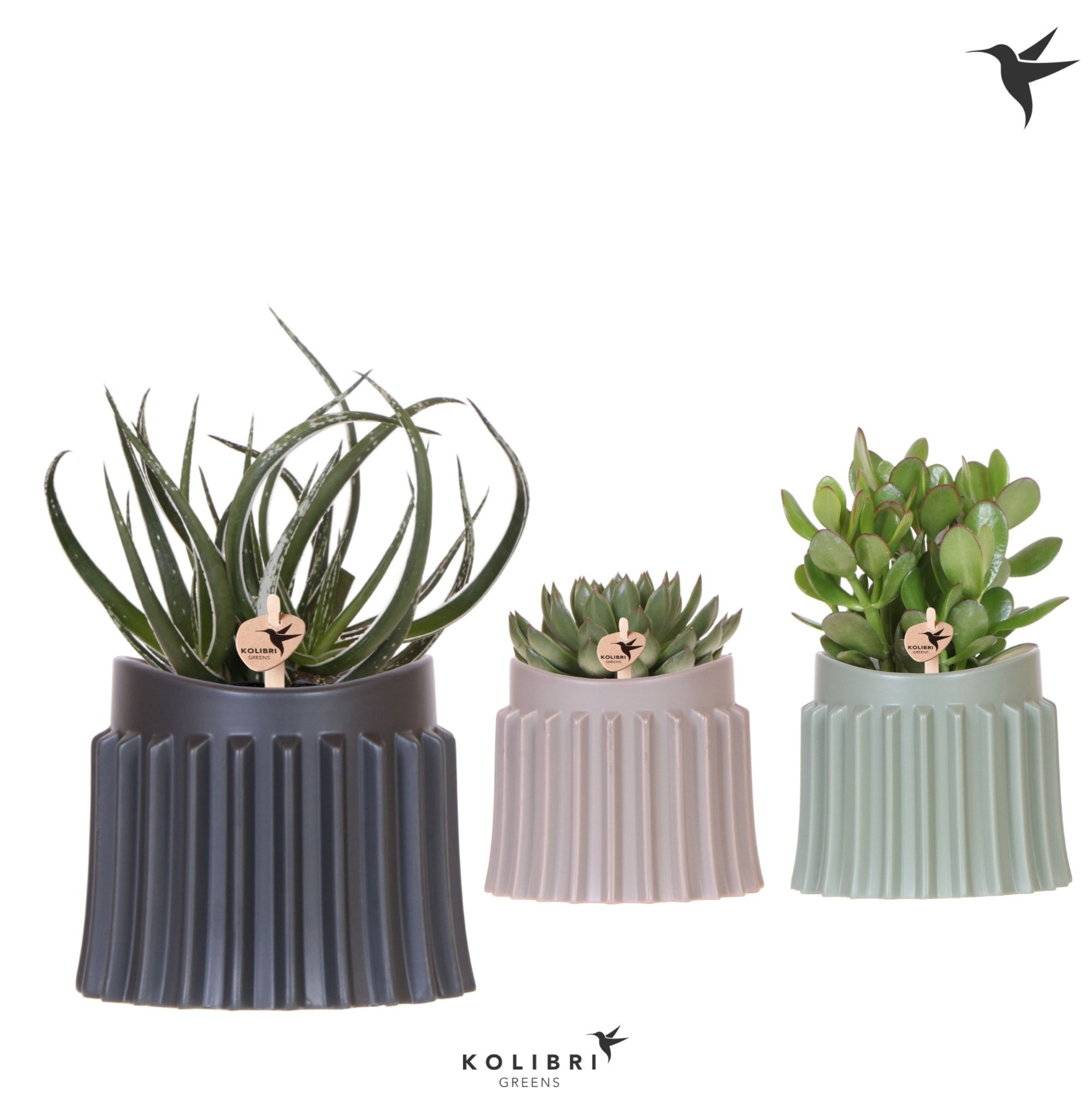 Kolibri Greens Succulenten mix in Raw pot mix, D 12 cm