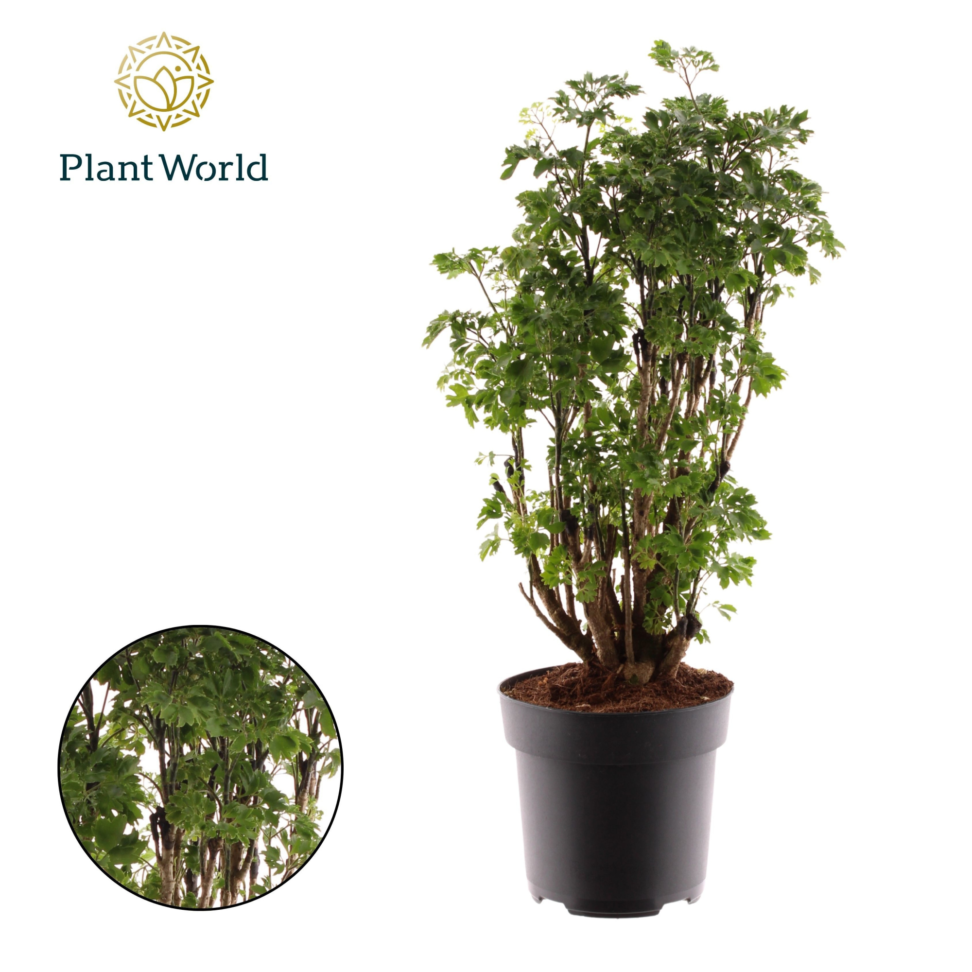 Polyscias Roble vertakt, D 17