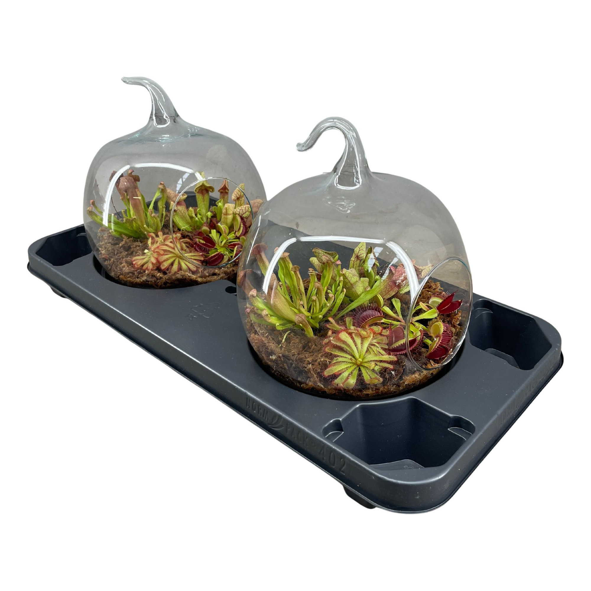 Terrarium in appel glas, D 20 cm
