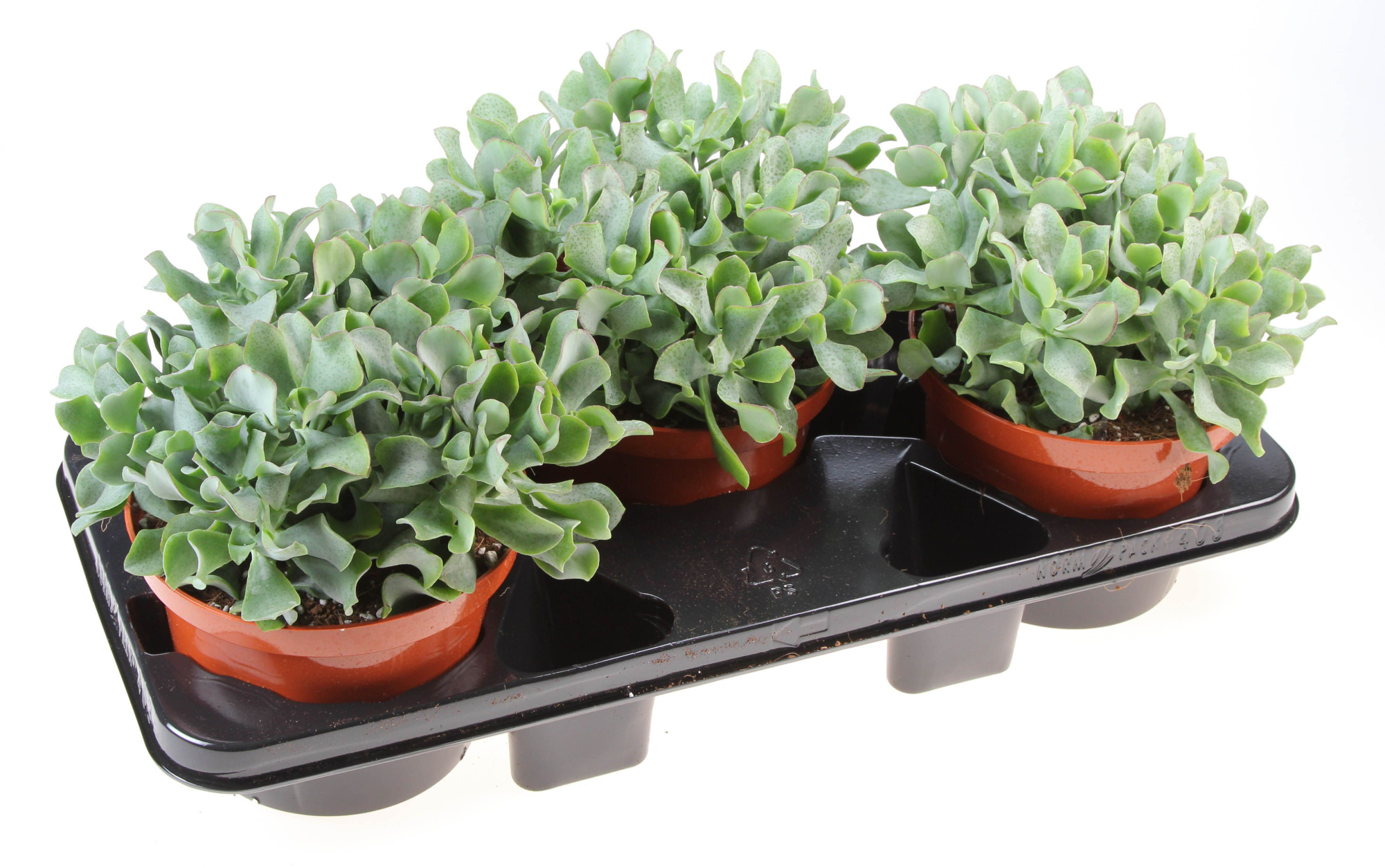 Crassula aborescens, D 17 cm