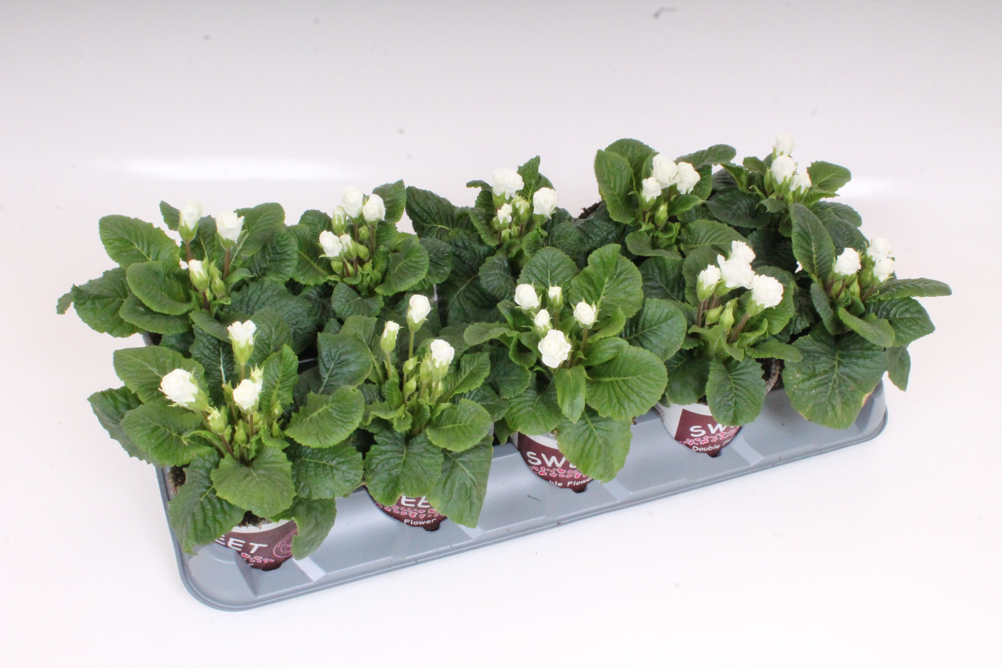 Primula Sweet Specials - Rosebud White | Double Tullip Flowers, D 11