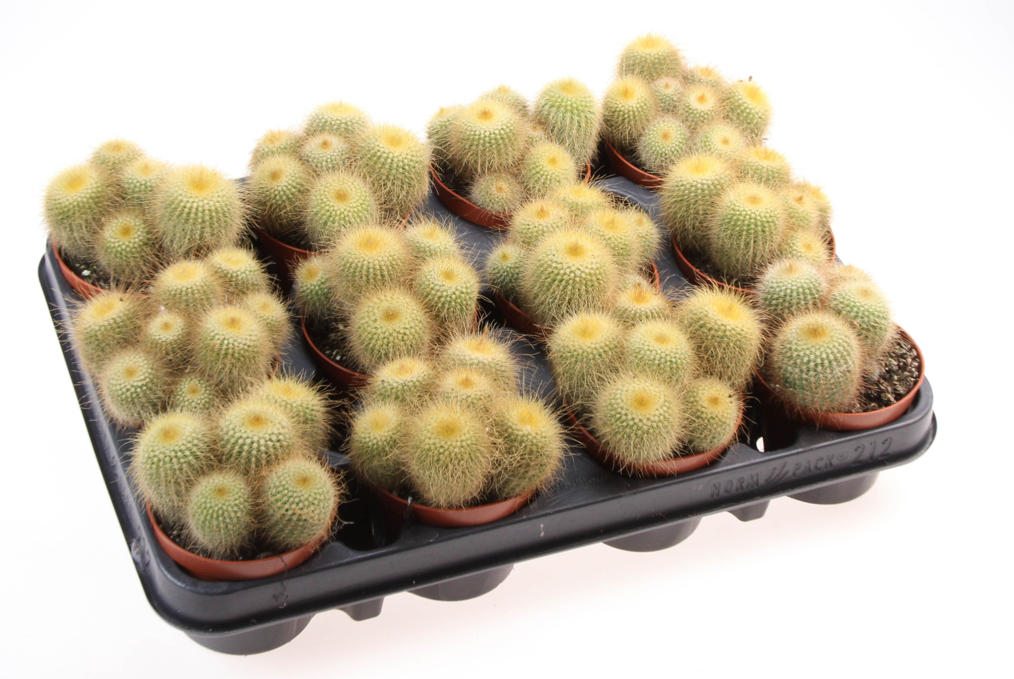 Notocactus leninghausii, D 8,5 cm