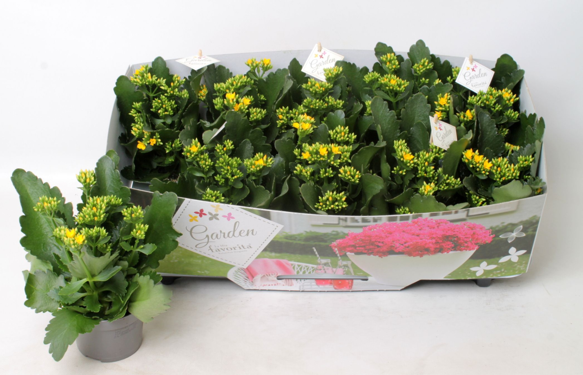 Kalanchoe garden favorita yellow, D 10,5