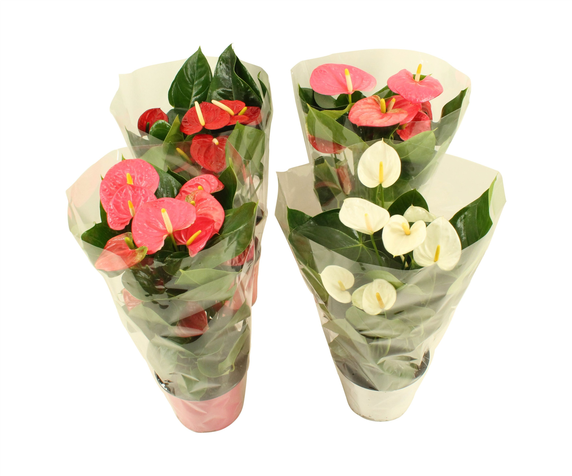 Anthurium Flamingomix in blanco hoes 17cm, D 17