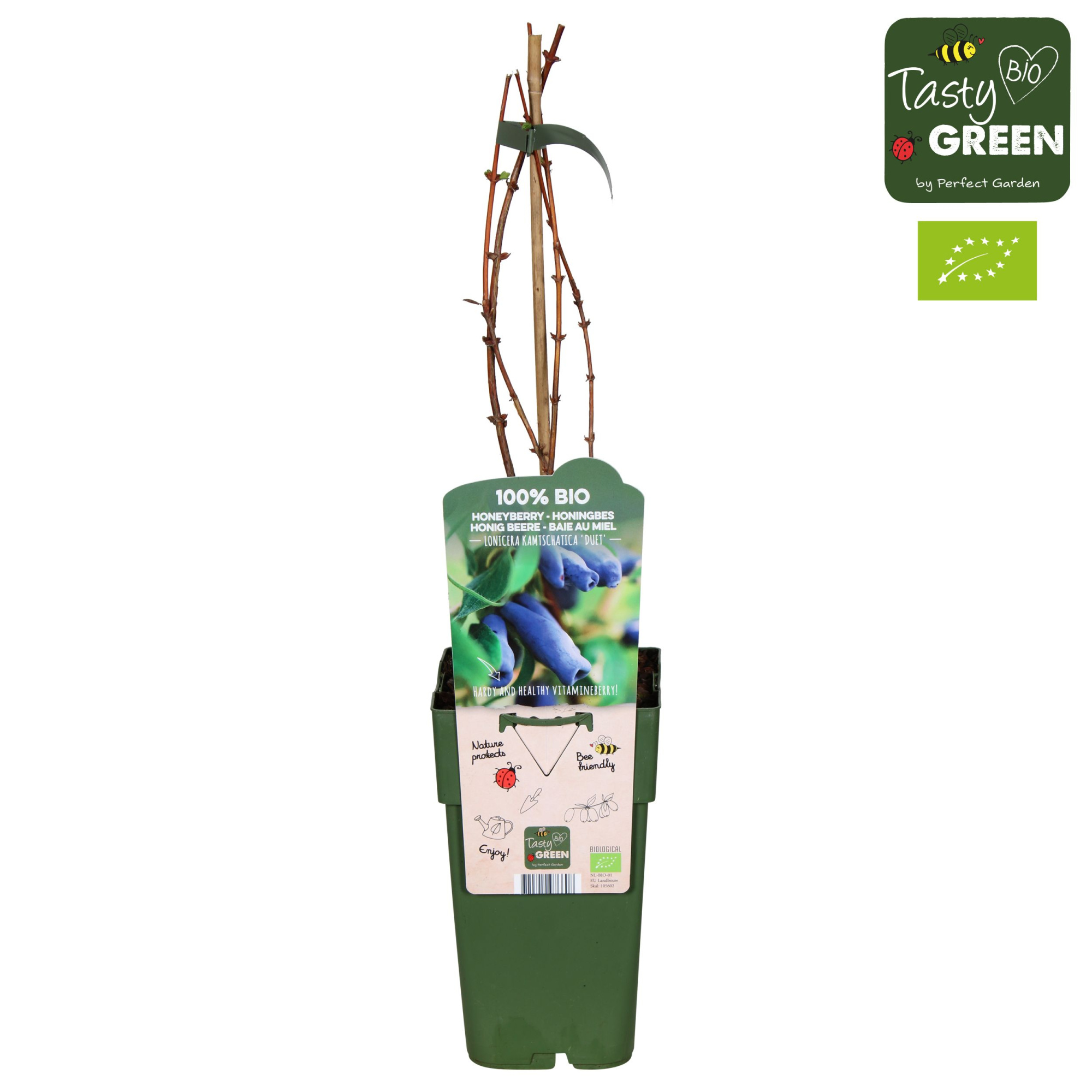 Lonicera kamtschatica 'Duet' Bio P15, D 15