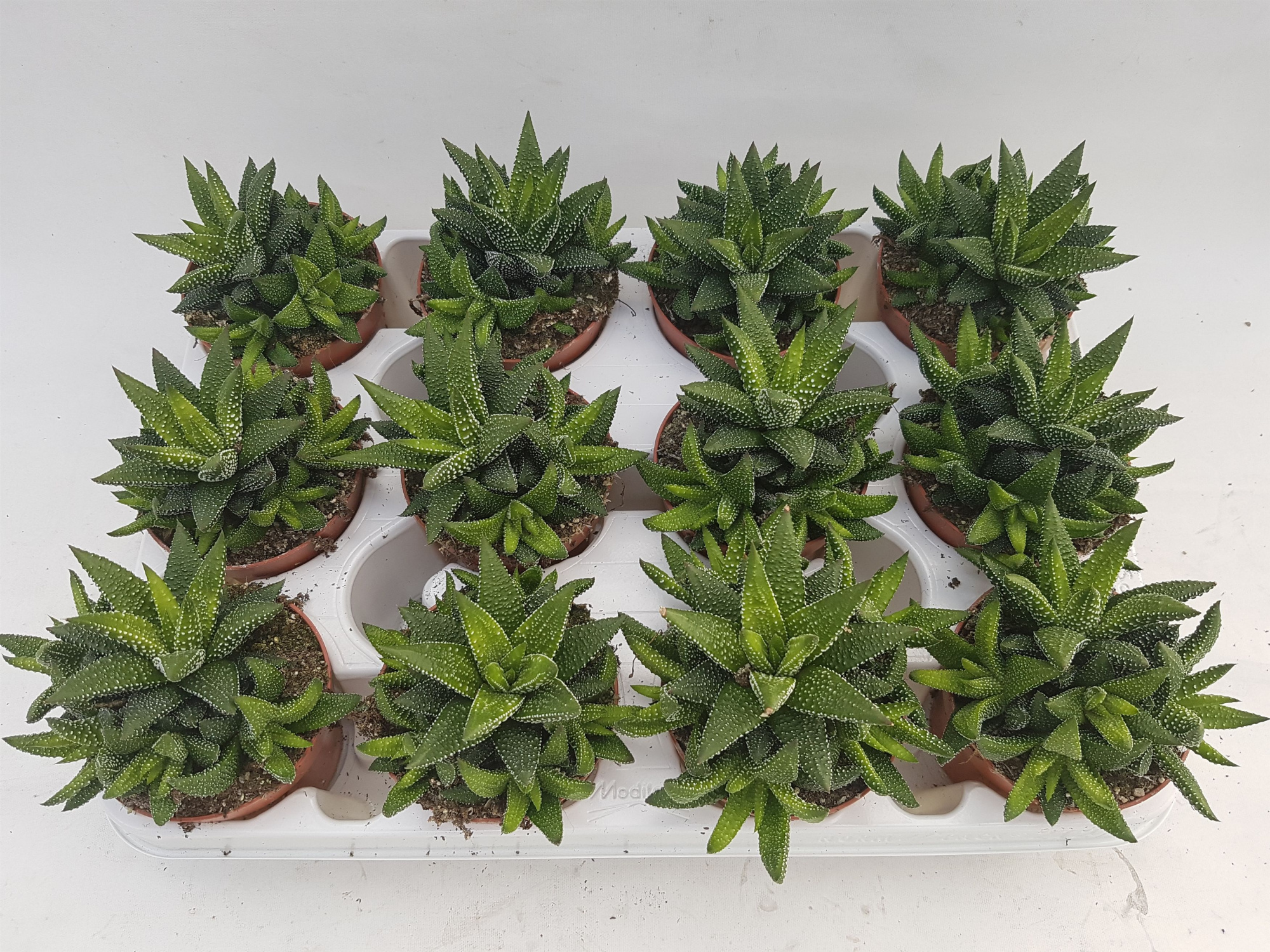 Haworthia enon, D 8,5